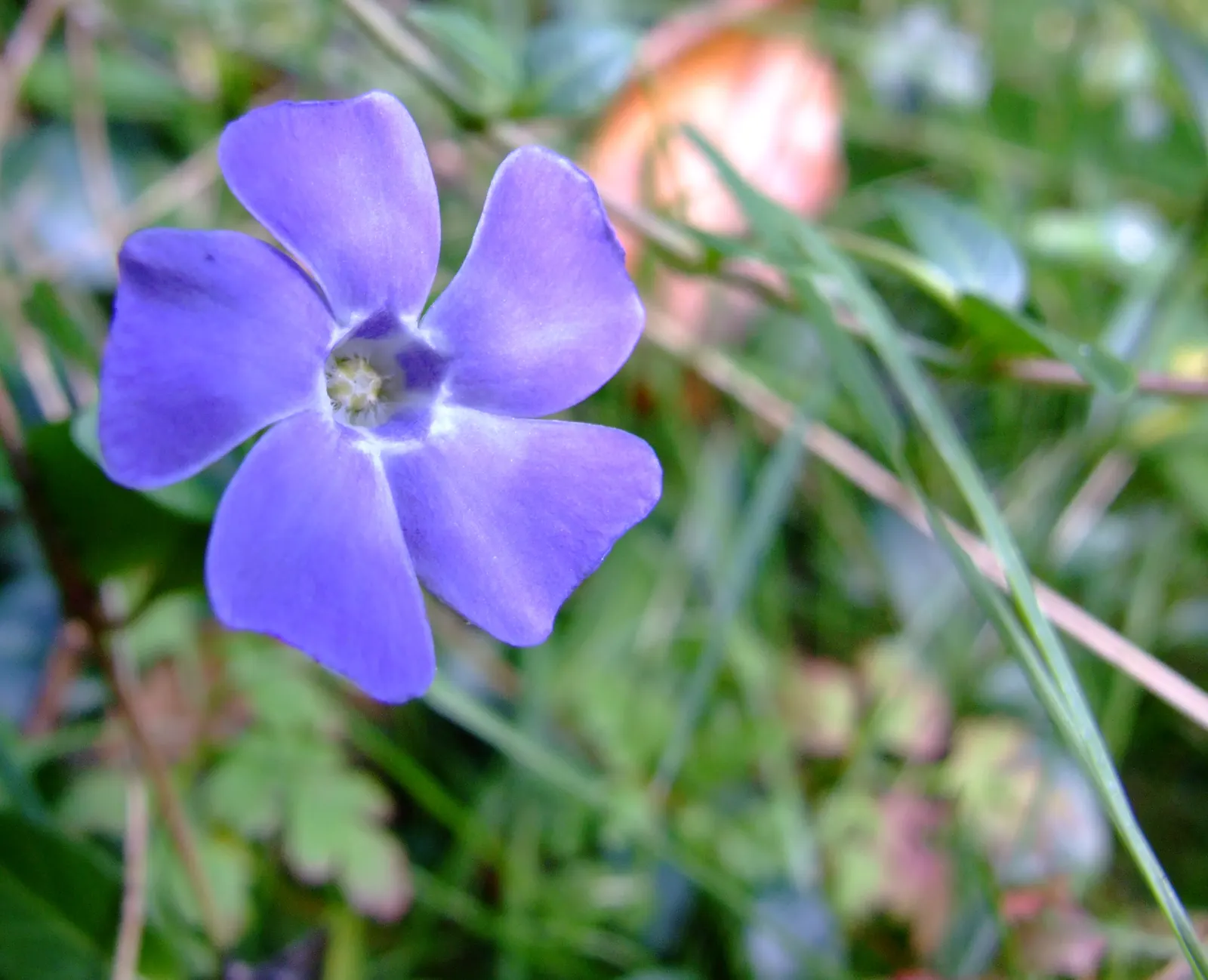 Periwinkle (Vinca Major) — emphasize its low-maintenance nature; infusing the garden with subtle color