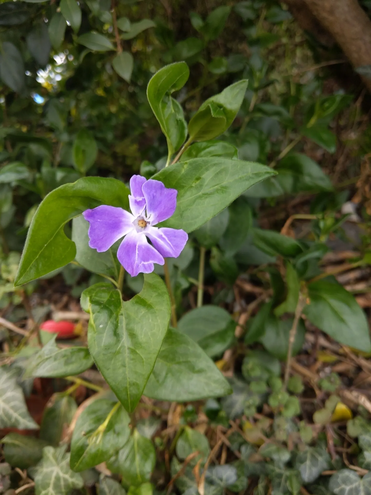 Periwinkle (Vinca Major) — It thrives in Zones 7-9, preferring partial to full shade; although it prefers moist, image 142