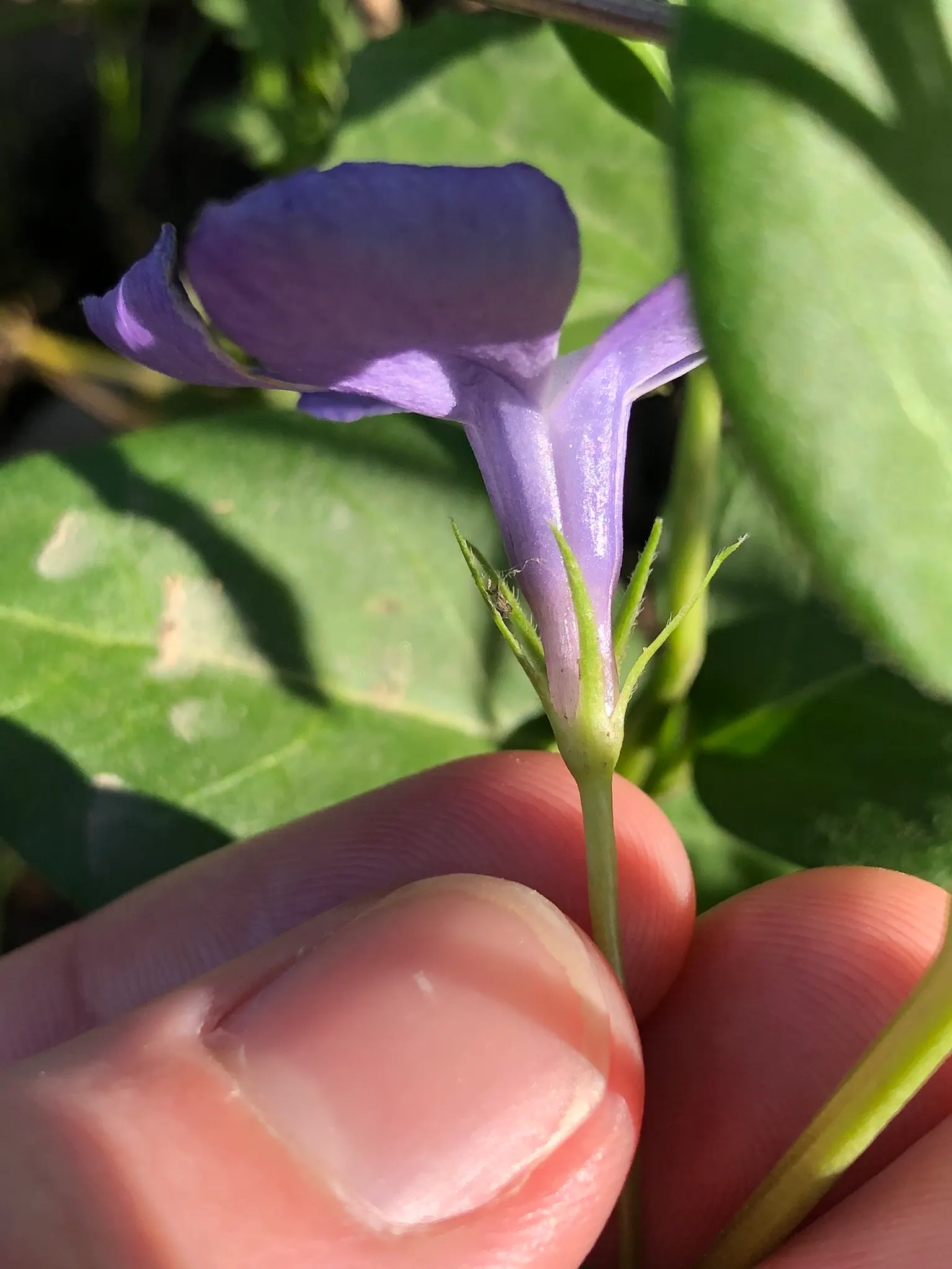 Periwinkle (Vinca Major) — it's important to note that Vinca major spreads quickly and can reach an expansive coverage; where other plants may, image 132