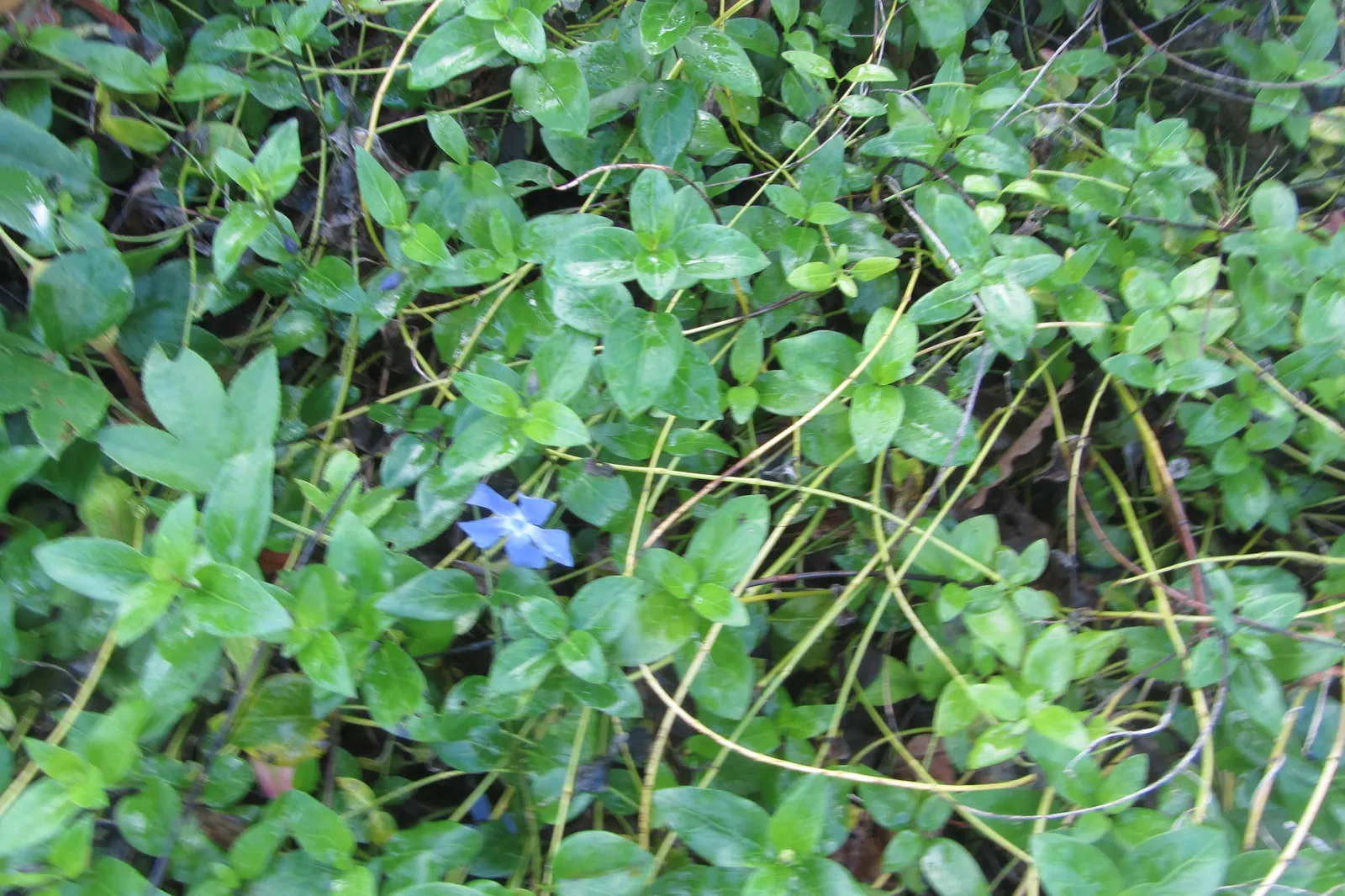 Periwinkle (Vinca Major) — it adds vibrant color from spring to autumn; blue-lavender flowers spreading 1-2 inches wide, image 145