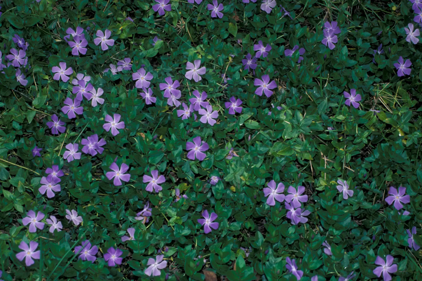 Periwinkle (Vinca Major) — blue-lavender flowers spreading 1-2 inches wide; where other plants may struggle, image 228