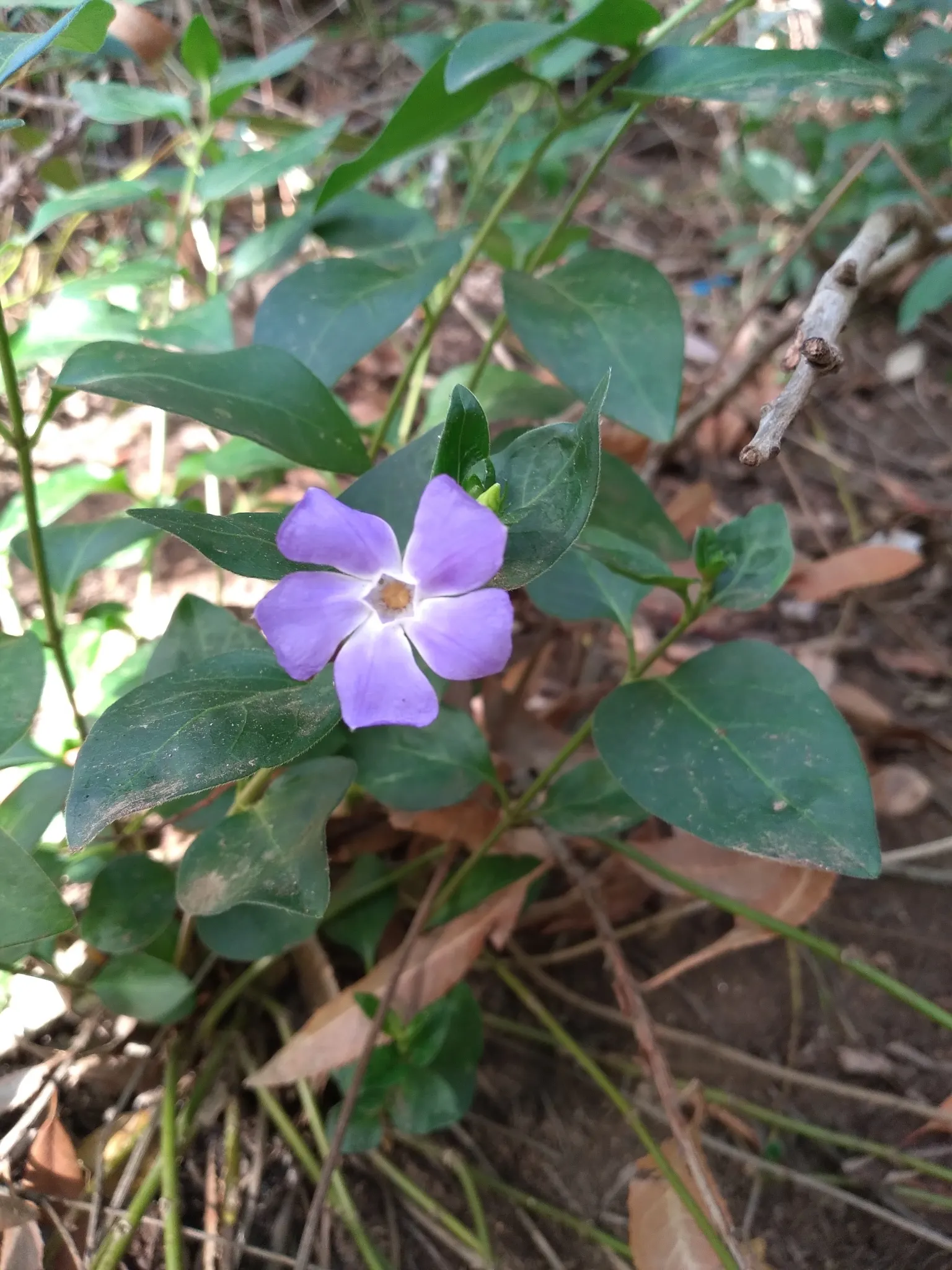 Periwinkle (Vinca Major) — with stems stretching up to 18 inches long; blue-lavender flowers spreading 1-2 inches wide, image 133