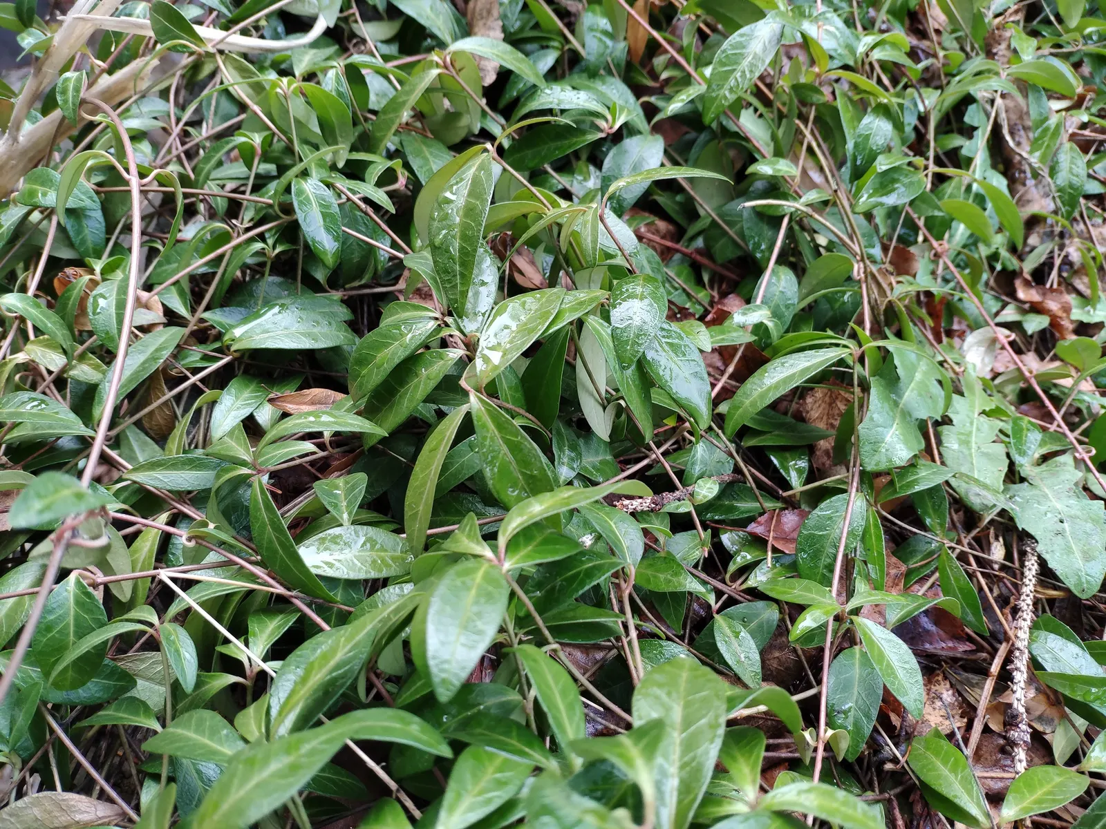 Periwinkle (Vinca Major) — around 1-2 inches in diameter; where other plants may struggle