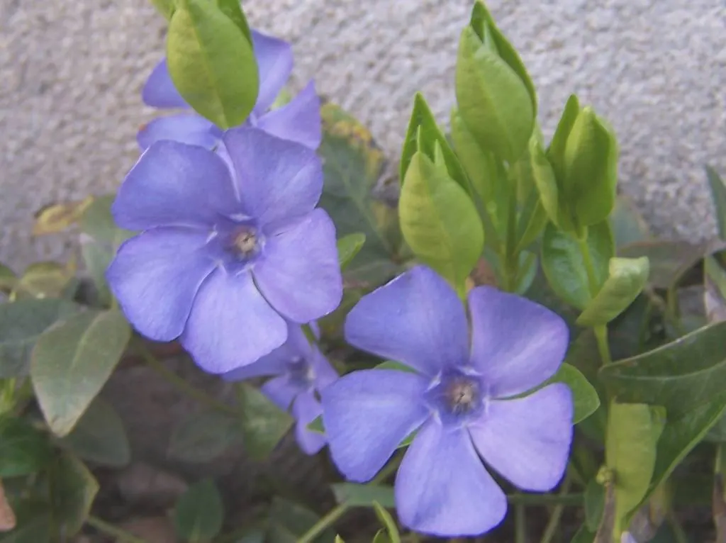 Periwinkle (Vinca Major) — infusing the garden with subtle color; although it prefers moist