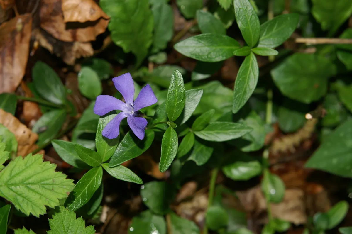 Periwinkle (Vinca Major) — Originating from the Mediterranean region, this trailing vine thrives in U.S; although it prefers moist