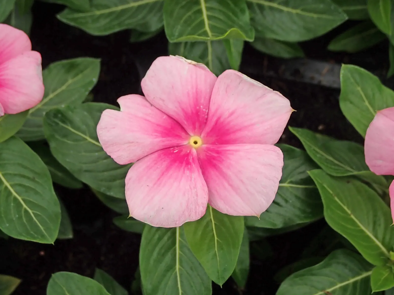 Periwinkle (Vinca Major) — although it prefers moist; infusing the garden with subtle color, image 67