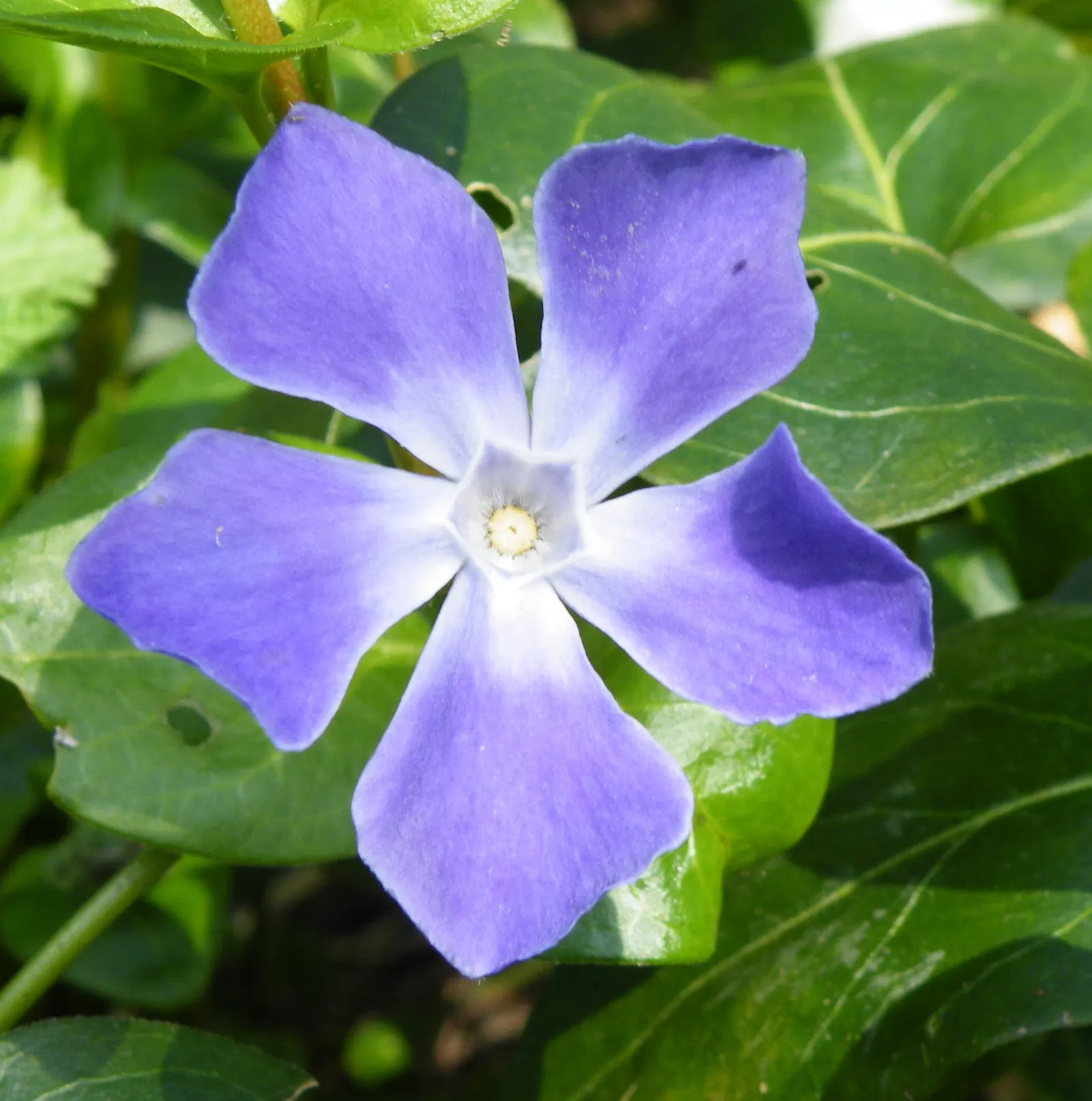 Periwinkle (Vinca Major) — commonly referred to as Vinca major; blue-lavender flowers spreading 1-2 inches wide