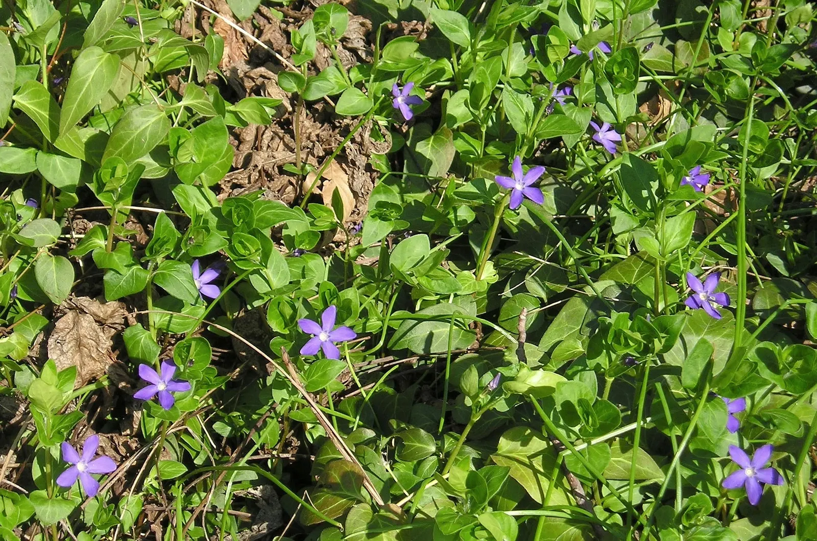Periwinkle (Vinca Major) — oval leaves reaching up to 3 inches long; infusing the garden with subtle color, image 143