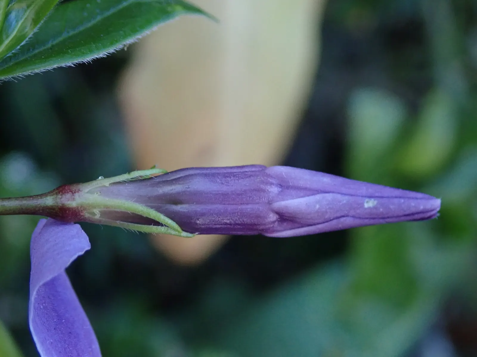 Periwinkle (Vinca Major) — which requires minimal care beyond occasional pruning to control its spread; where other plants may struggle, image 136