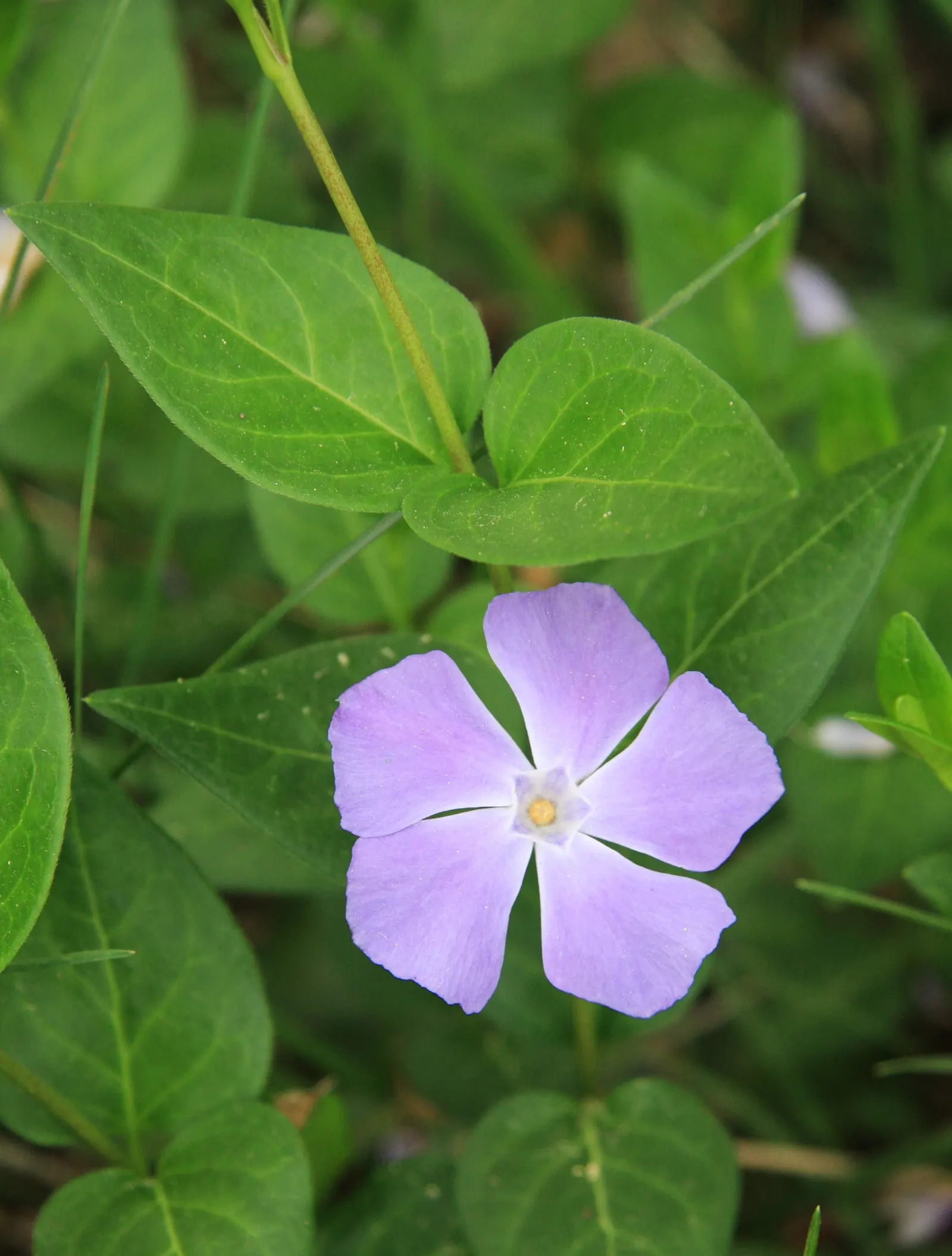 Periwinkle (Vinca Major) — <br><br>Vinca major's glossy; blue-lavender flowers spreading 1-2 inches wide