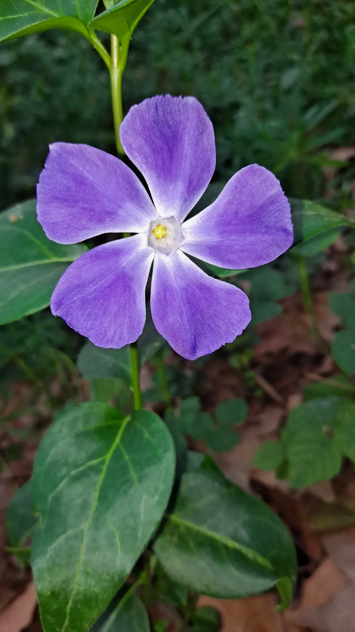 Periwinkle (Vinca Major) — where other plants may struggle; blue-lavender flowers spreading 1-2 inches wide, image 137