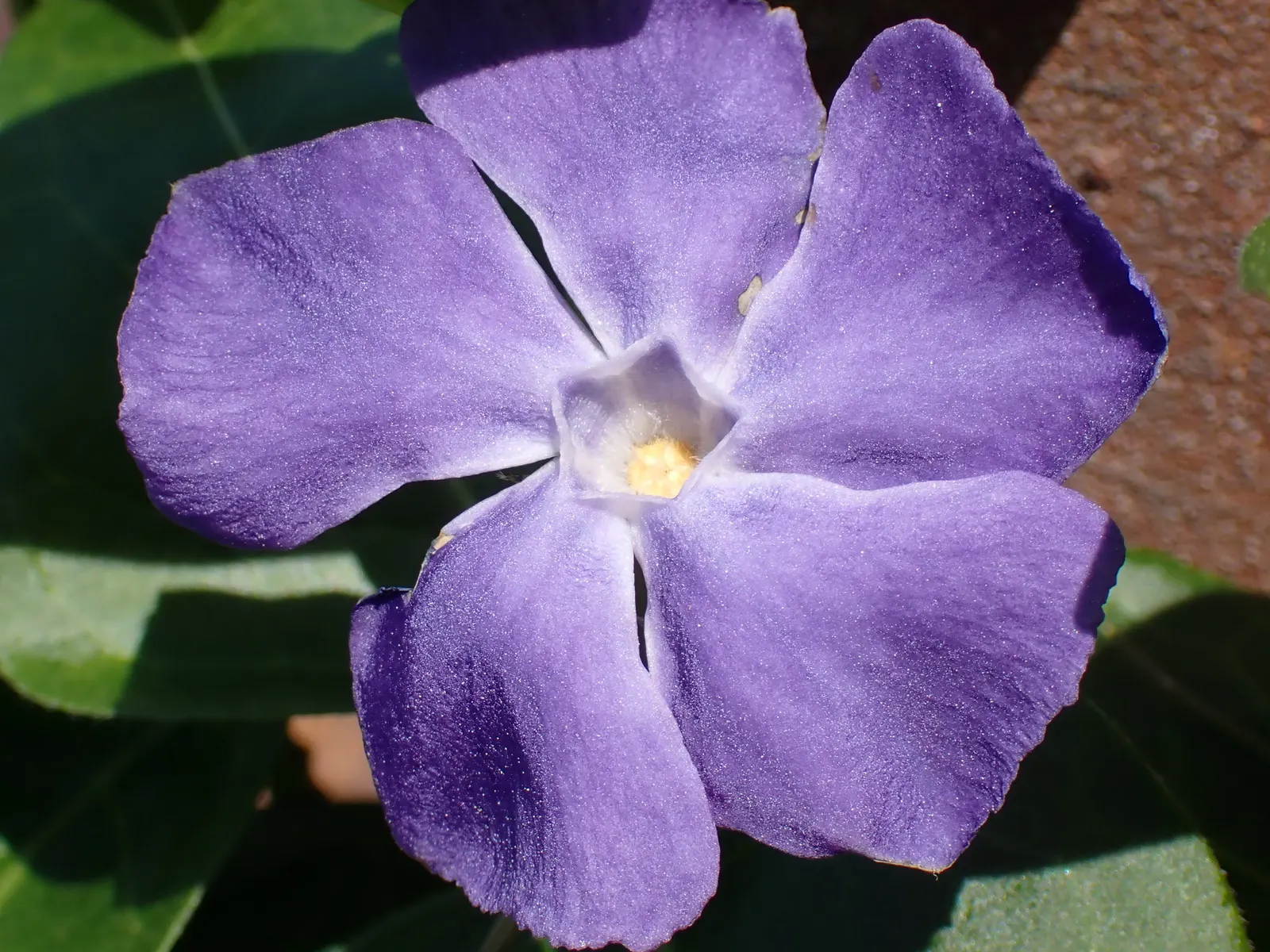 Periwinkle (Vinca Major) — five-petaled lavender-blue flowers; infusing the garden with subtle color, image 127