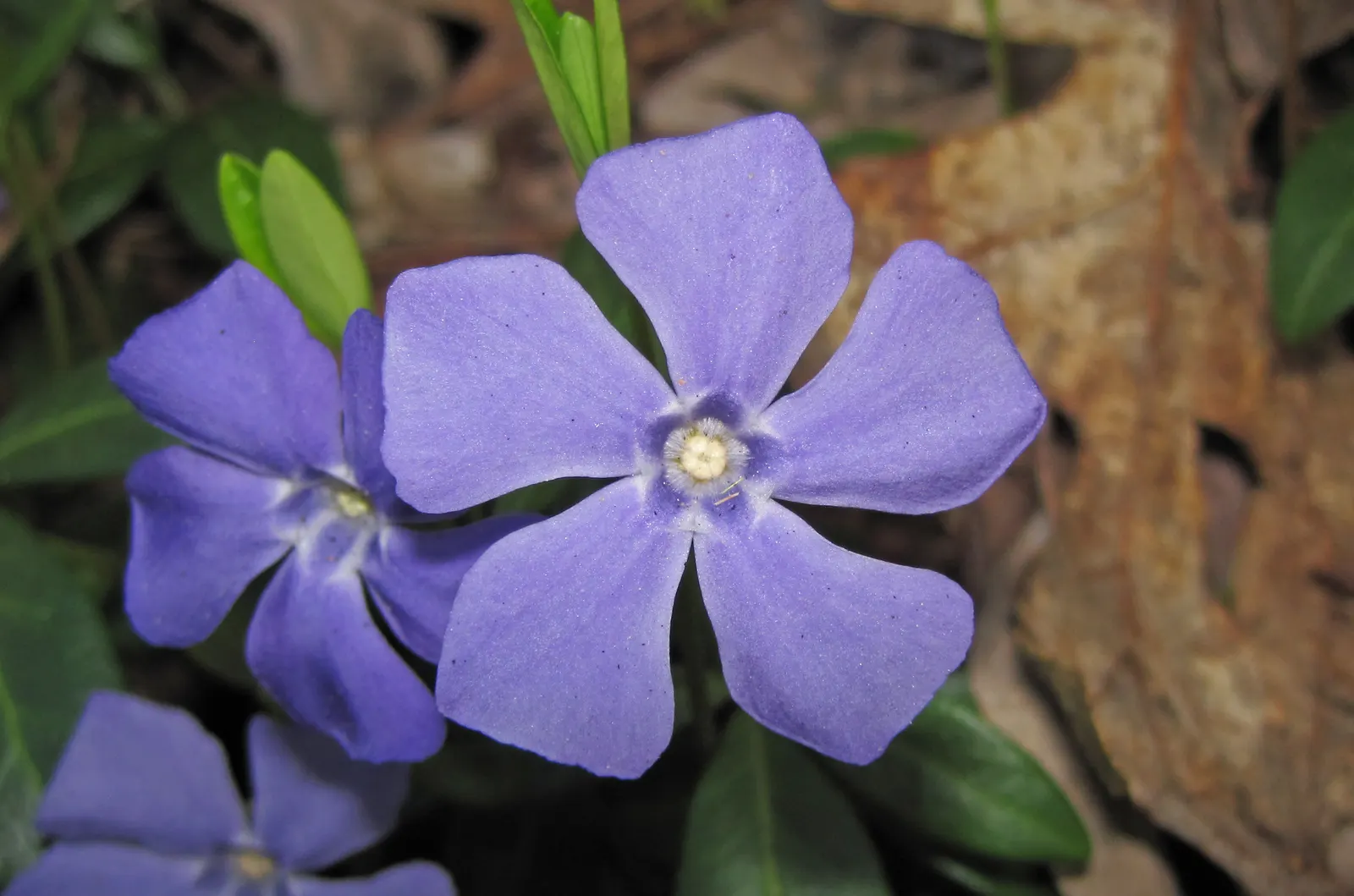 Periwinkle (Vinca Major) — ground cover for half or shade; where other plants may struggle