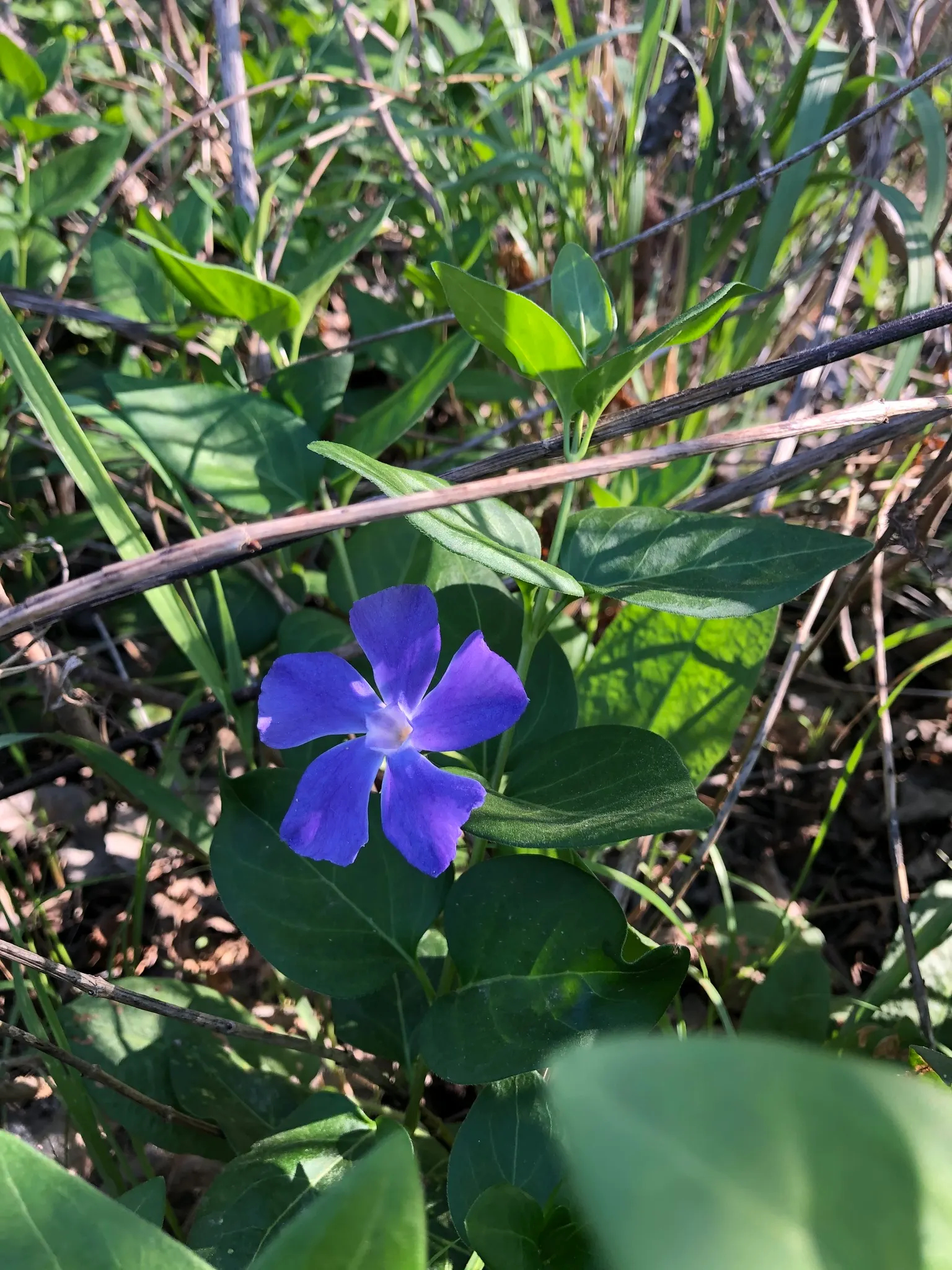 Periwinkle (Vinca Major) — infusing the garden with subtle color; although it prefers moist, image 130