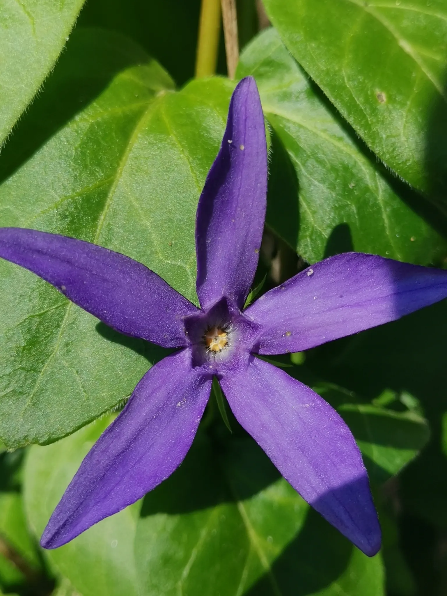 Periwinkle (Vinca Major) — ground cover with blue blooms; infusing the garden with subtle color, image 139