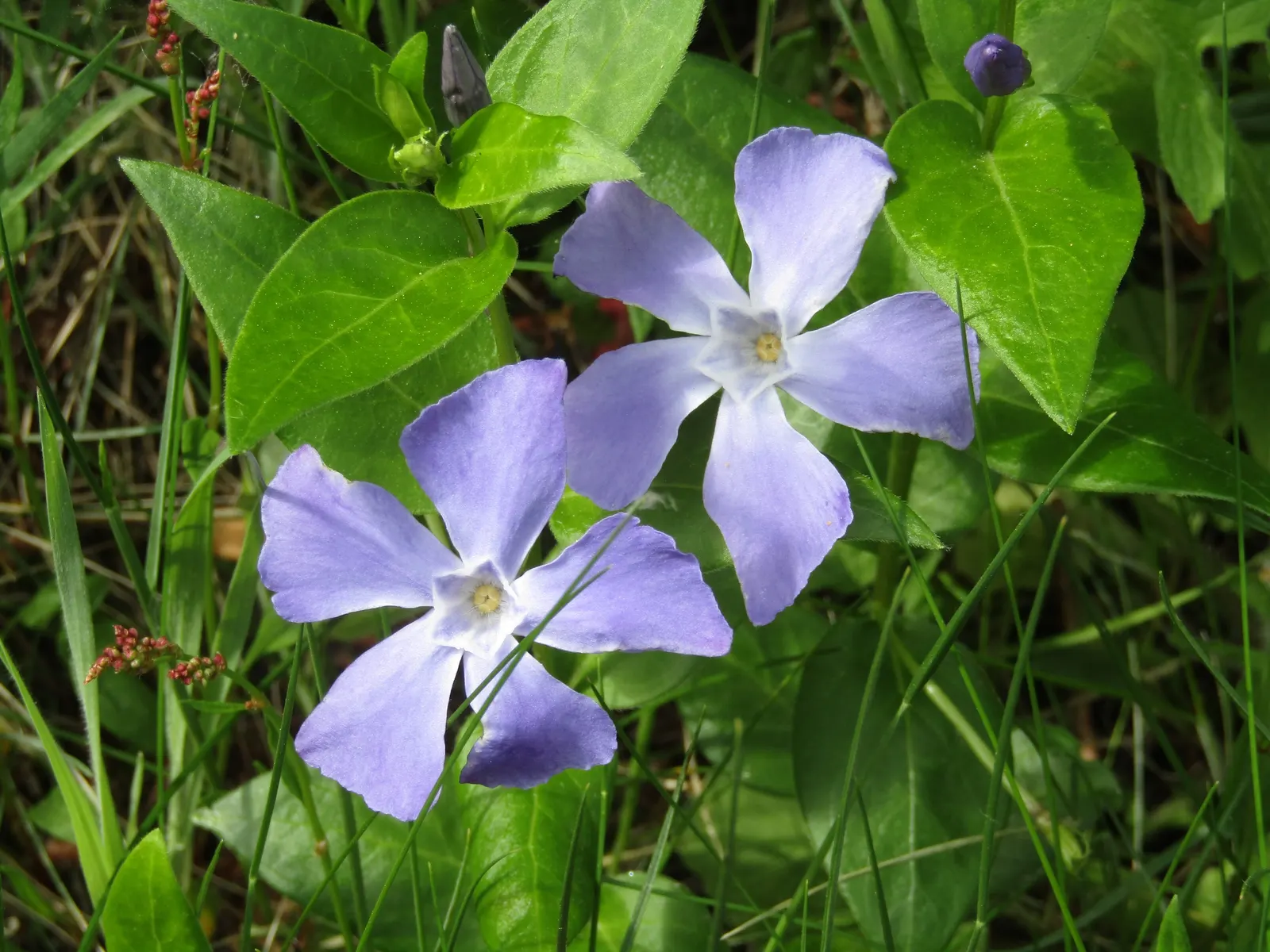 Periwinkle (Vinca Major) — <br><br>For the landscape designer; infusing the garden with subtle color, image 243