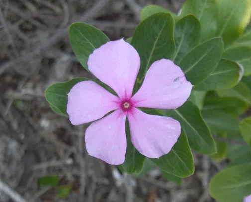 Periwinkle (Vinca Major) — commonly referred to as Vinca major; blue-lavender flowers spreading 1-2 inches wide, image 65