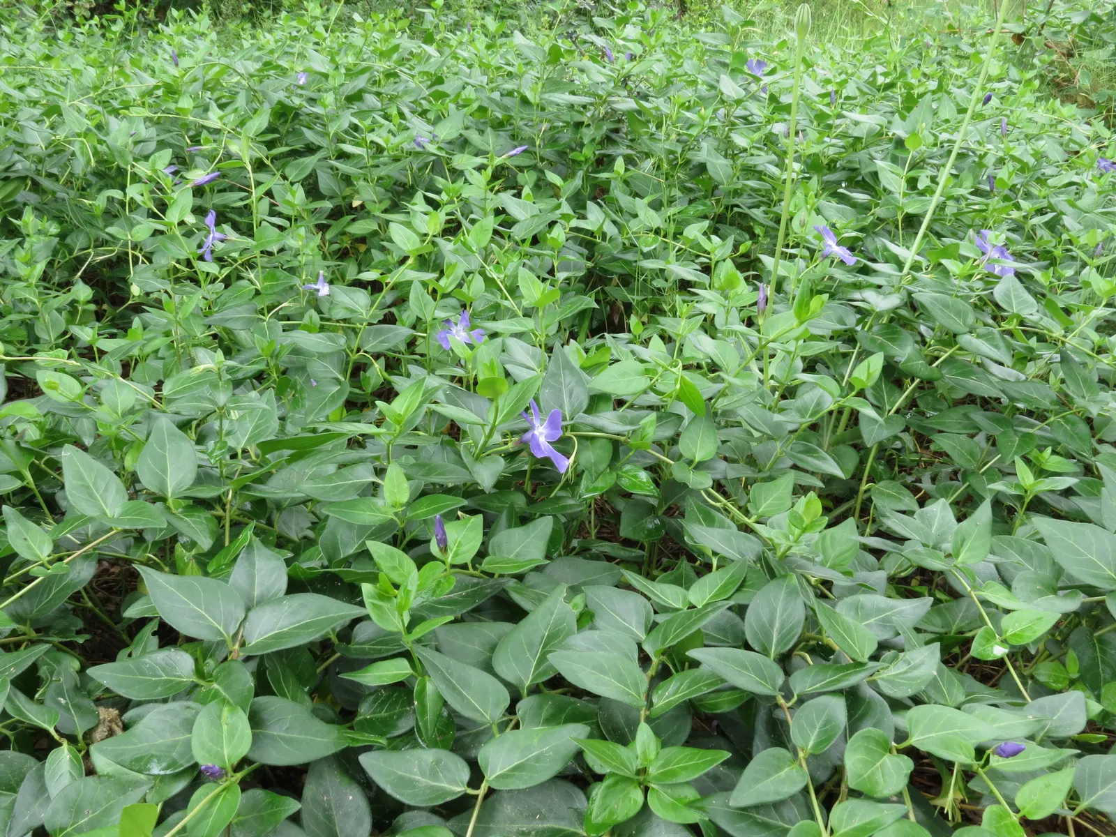 Periwinkle (Vinca Major) — blue-lavender flowers spreading 1-2 inches wide; where other plants may struggle, image 144