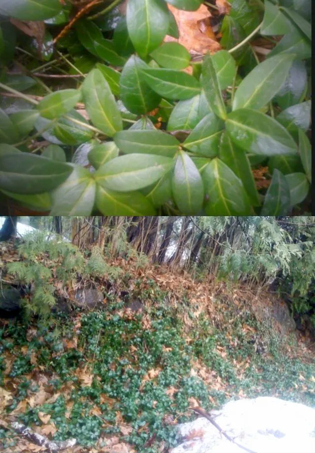 Periwinkle (Vinca Major) — five-petaled lavender-blue flowers; infusing the garden with subtle color