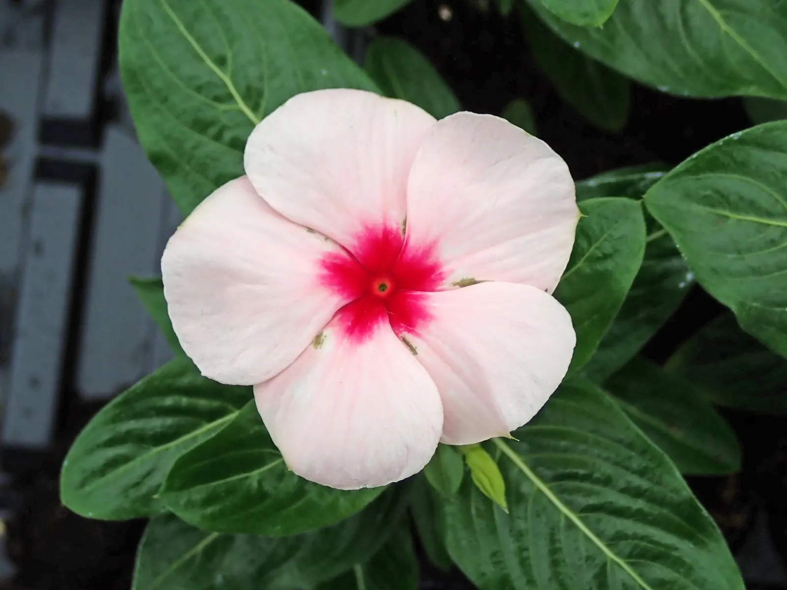 Periwinkle (Vinca Major) — which measure about 1-2 inches wide and 2-3 inches long; although it prefers moist, image 70