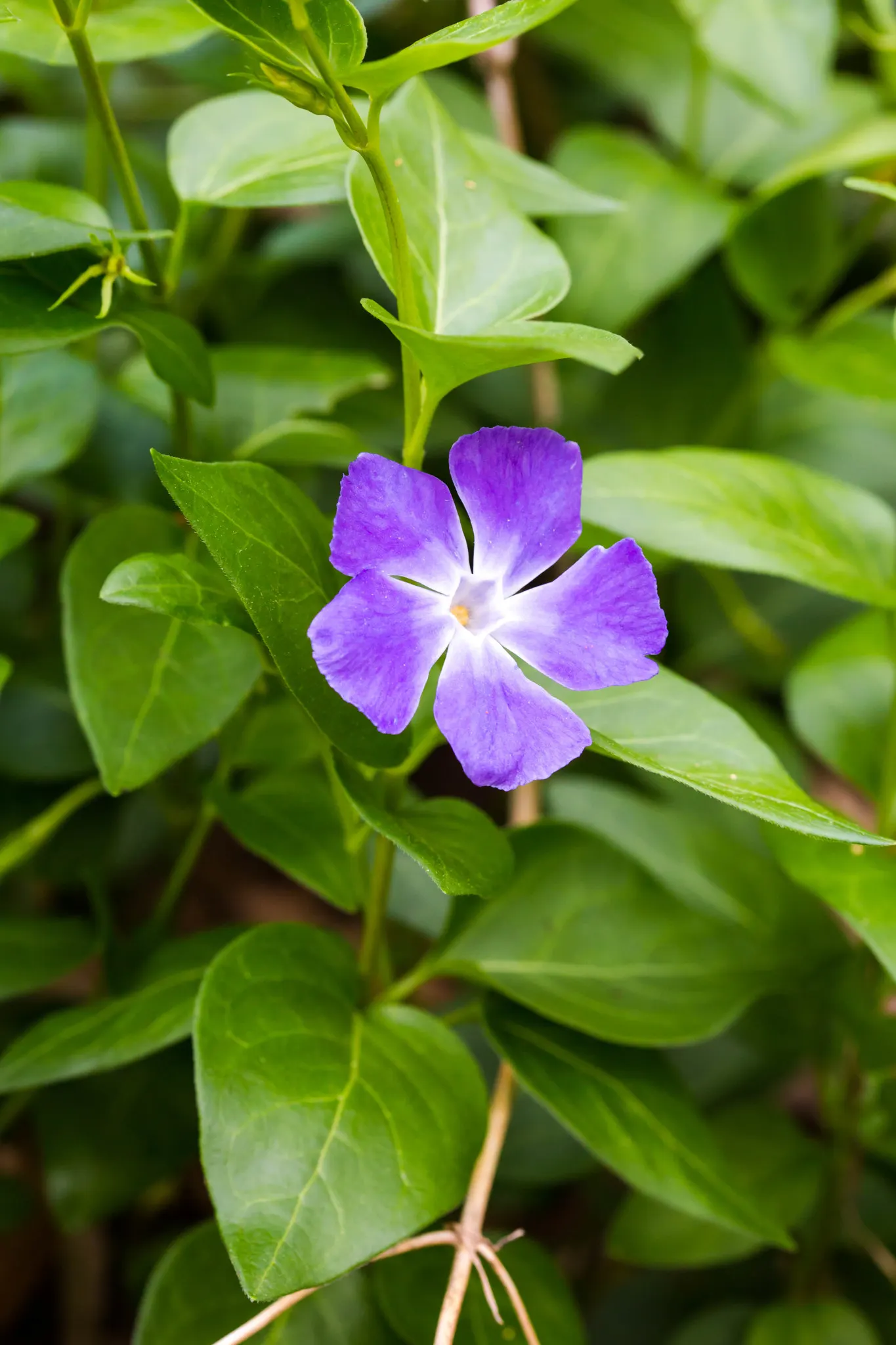 Periwinkle (Vinca Major) — although it prefers moist; infusing the garden with subtle color, image 123