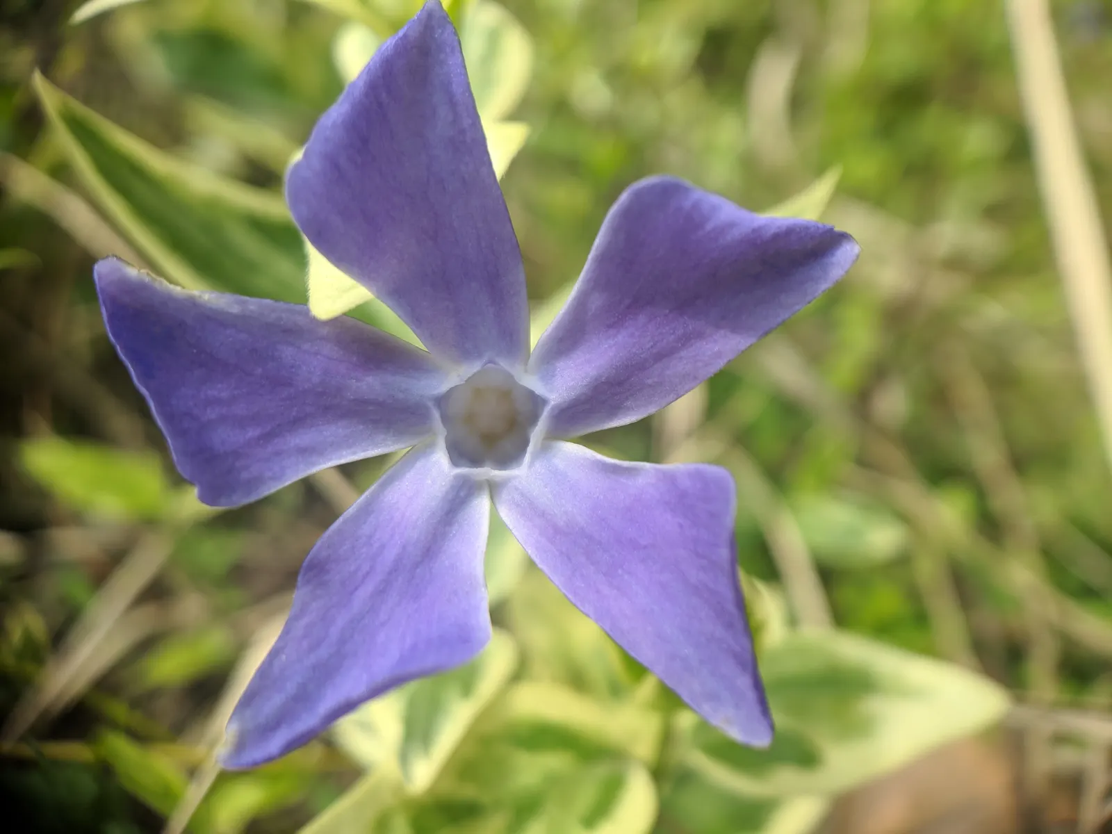 Periwinkle (Vinca Major) — it adds vibrant color from spring to autumn; blue-lavender flowers spreading 1-2 inches wide, image 229