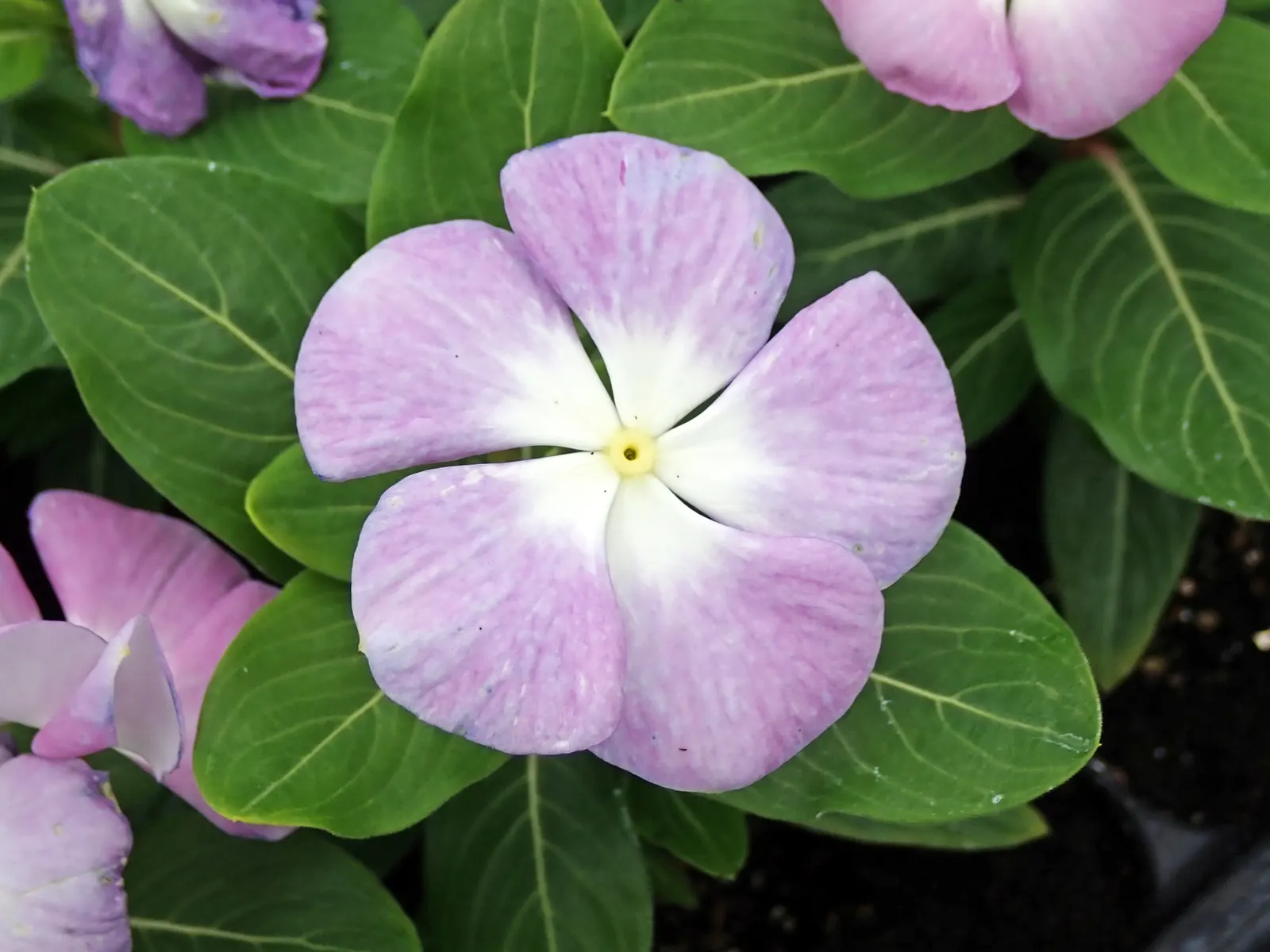 Periwinkle (Vinca Major) — five-petaled lavender-blue flowers; infusing the garden with subtle color, image 71