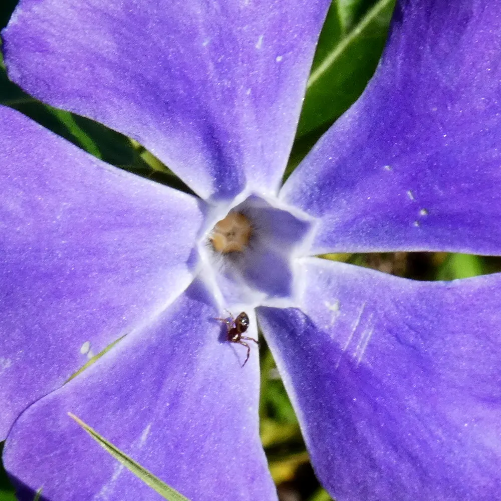 Periwinkle (Vinca Major) — <br><br>Vinca major's glossy; blue-lavender flowers spreading 1-2 inches wide, image 153