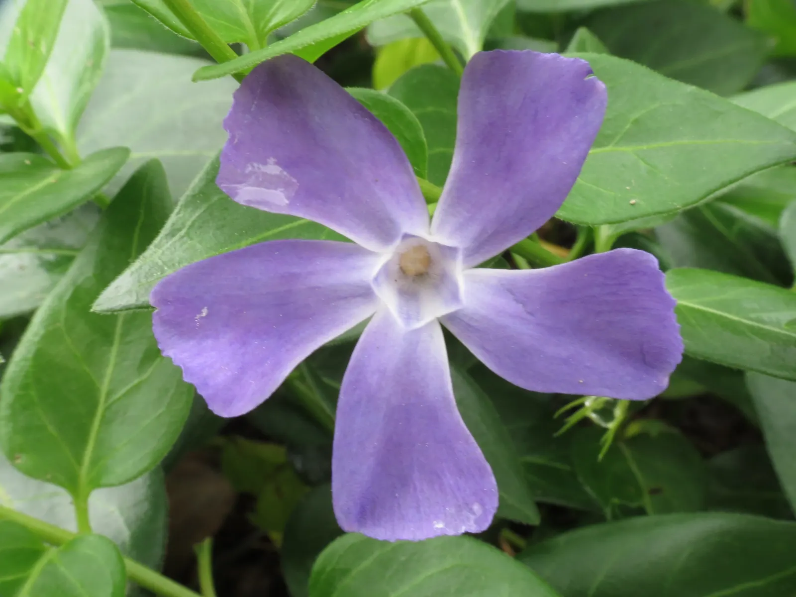 Periwinkle (Vinca Major) — well-drained soils with partial to full shade exposure; where other plants may struggle, image 152