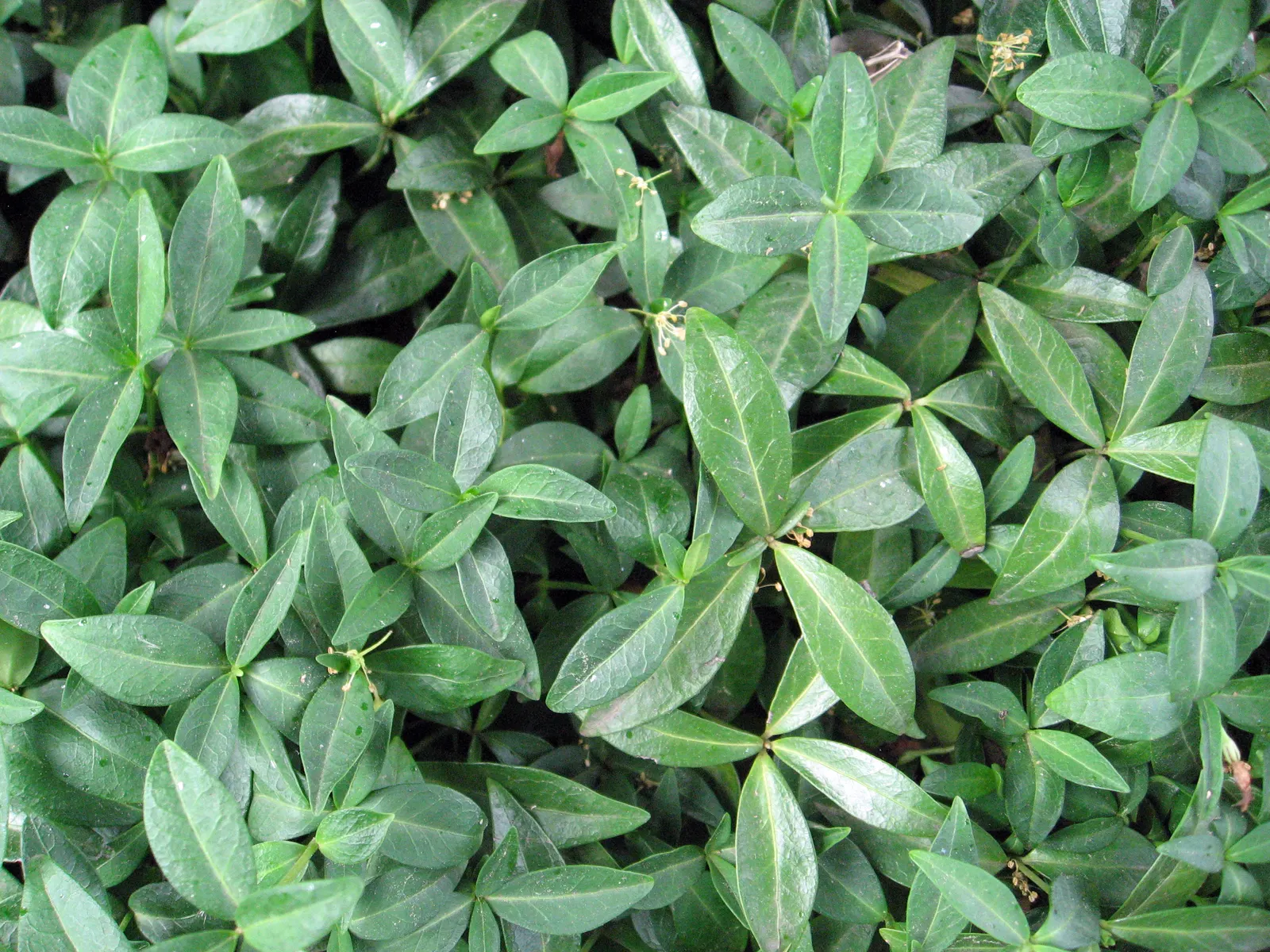 Periwinkle (Vinca Major) — Its trailing stems can extend up to 18 inches; although it prefers moist, image 62