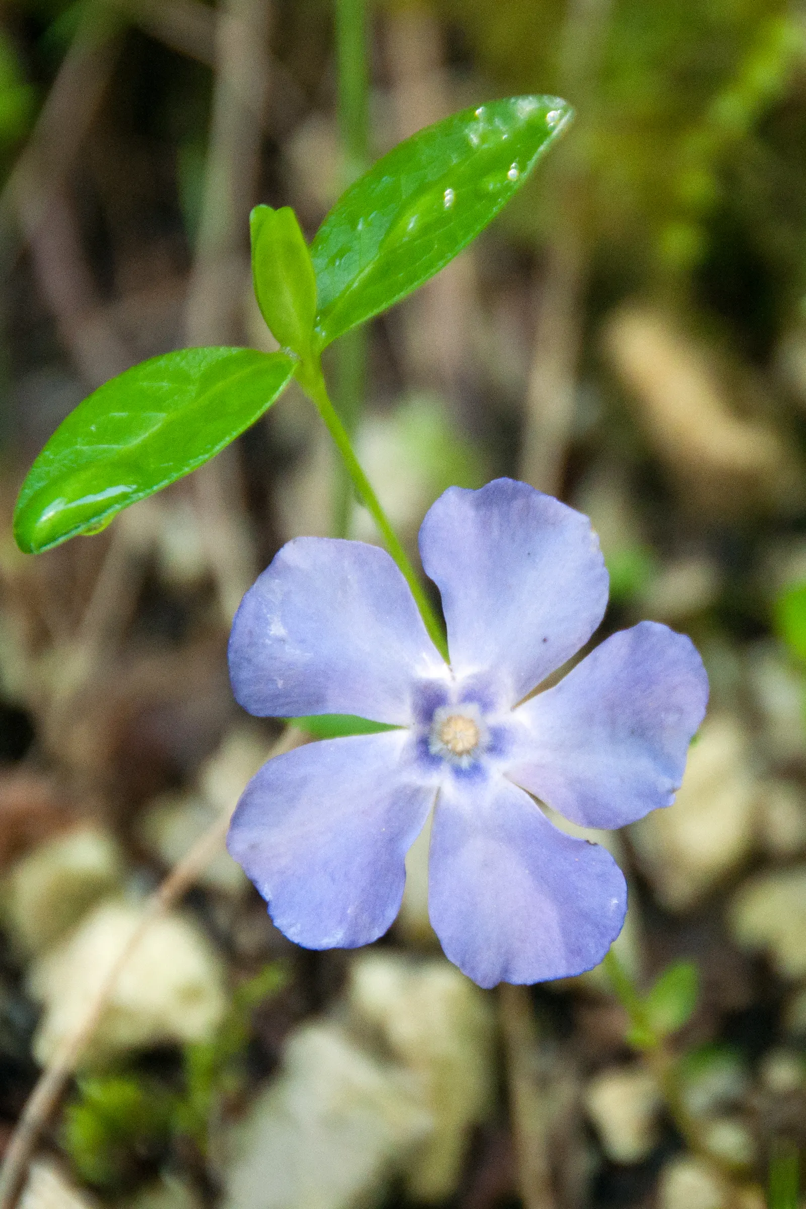 Periwinkle (Vinca Major) — Ideal for erosion control, it requires minimal care once established; infusing the garden with subtle color