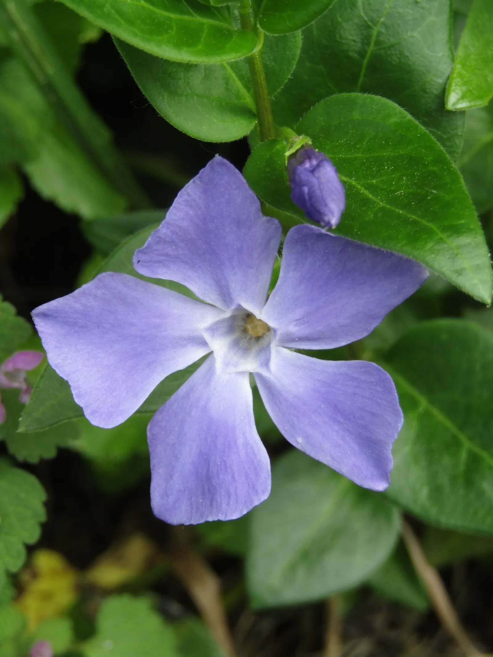 Periwinkle (Vinca Major) — typically grace the plant in mid-spring and intermittently throughout the summer months; blue-lavender flowers spreading, image 241