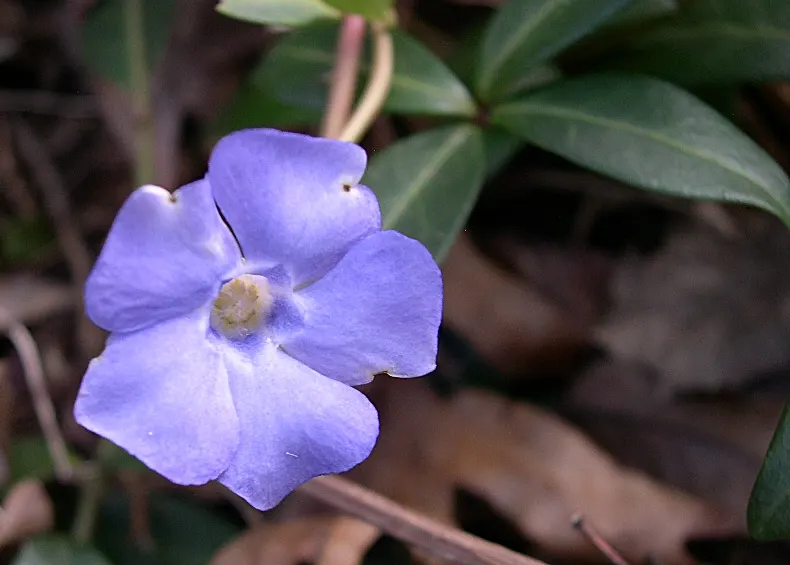 Periwinkle (Vinca Major) — typically grace the plant in mid-spring and intermittently throughout the summer months; blue-lavender flowers spreading 1-2 inches