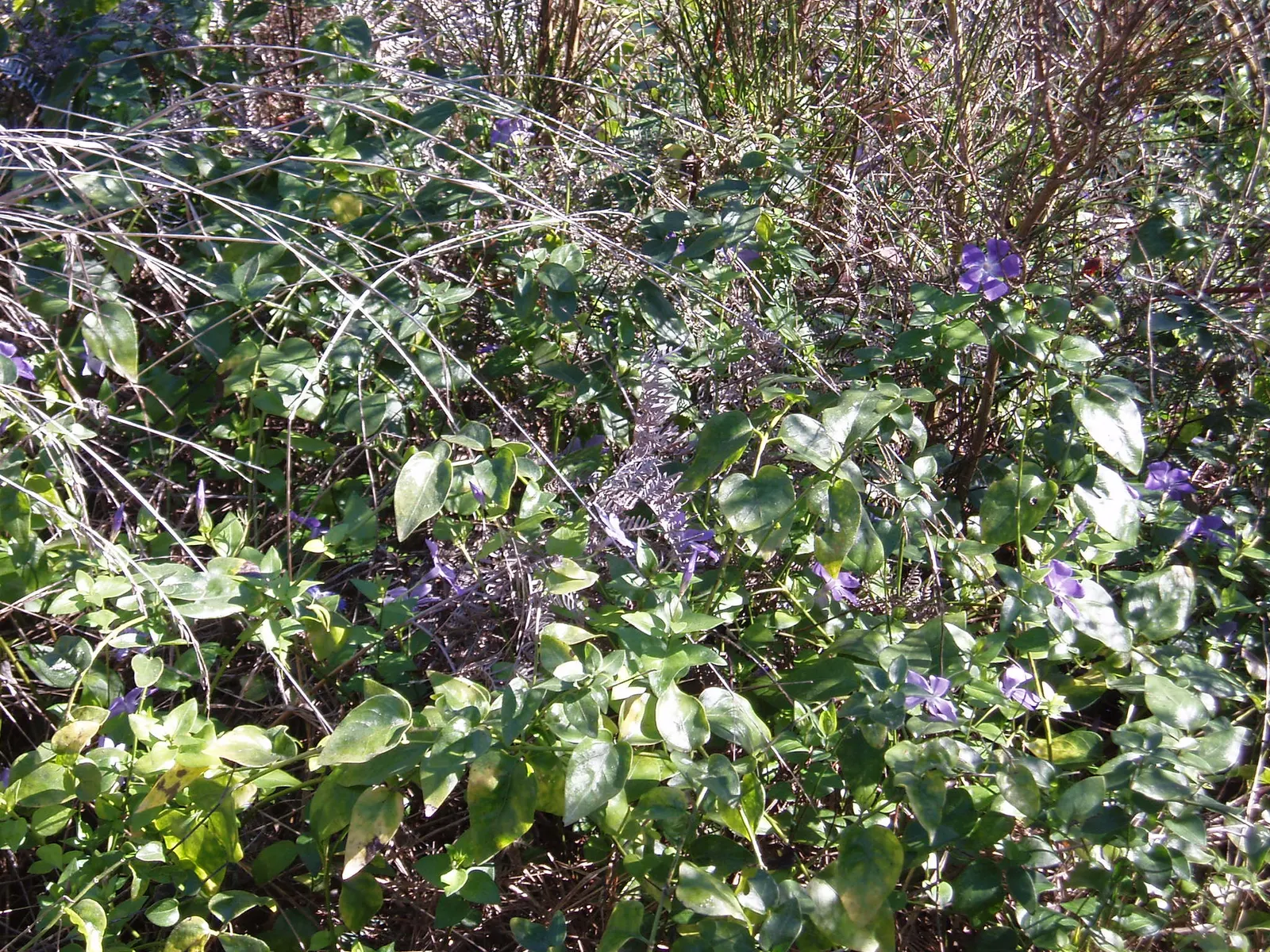 Periwinkle (Vinca Major) — commonly referred to as Vinca major; blue-lavender flowers spreading 1-2 inches wide, image 149