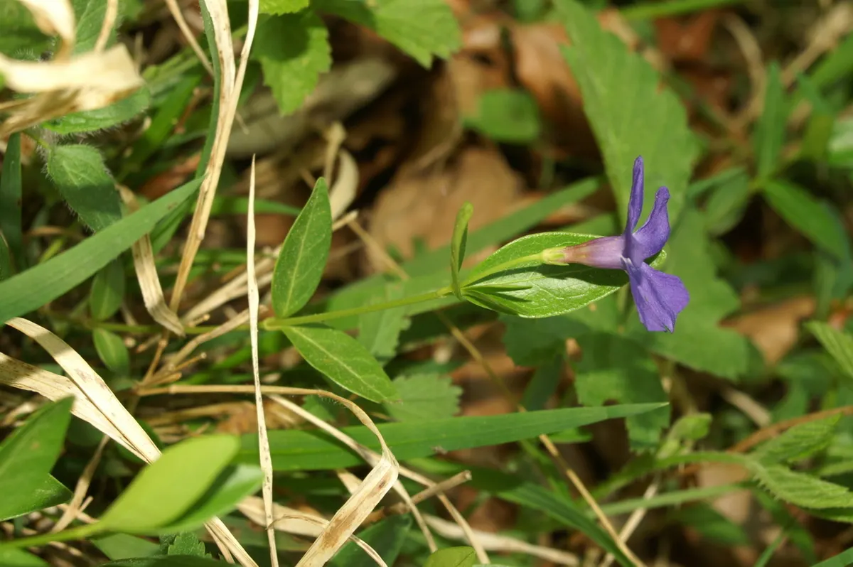Periwinkle (Vinca Major) — which measure about 1-2 inches wide and 2-3 inches long; although it prefers moist