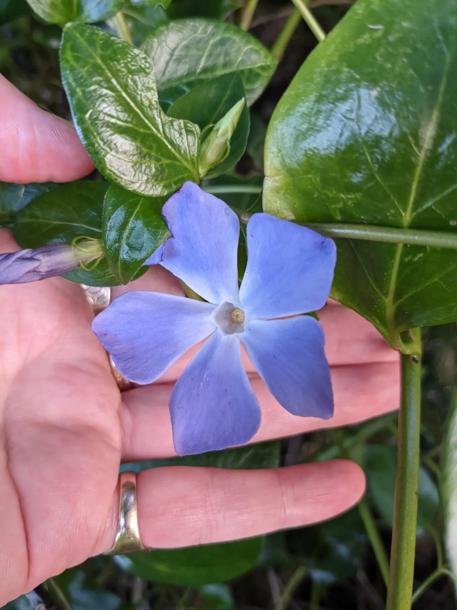 Periwinkle (Vinca Major) — emphasize its low-maintenance nature; infusing the garden with subtle color, image 135