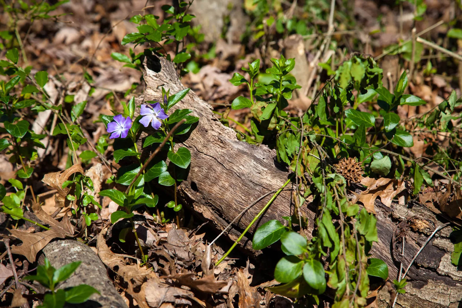 Periwinkle (Vinca Major) — blue-lavender flowers spreading 1-2 inches wide; where other plants may struggle, image 60
