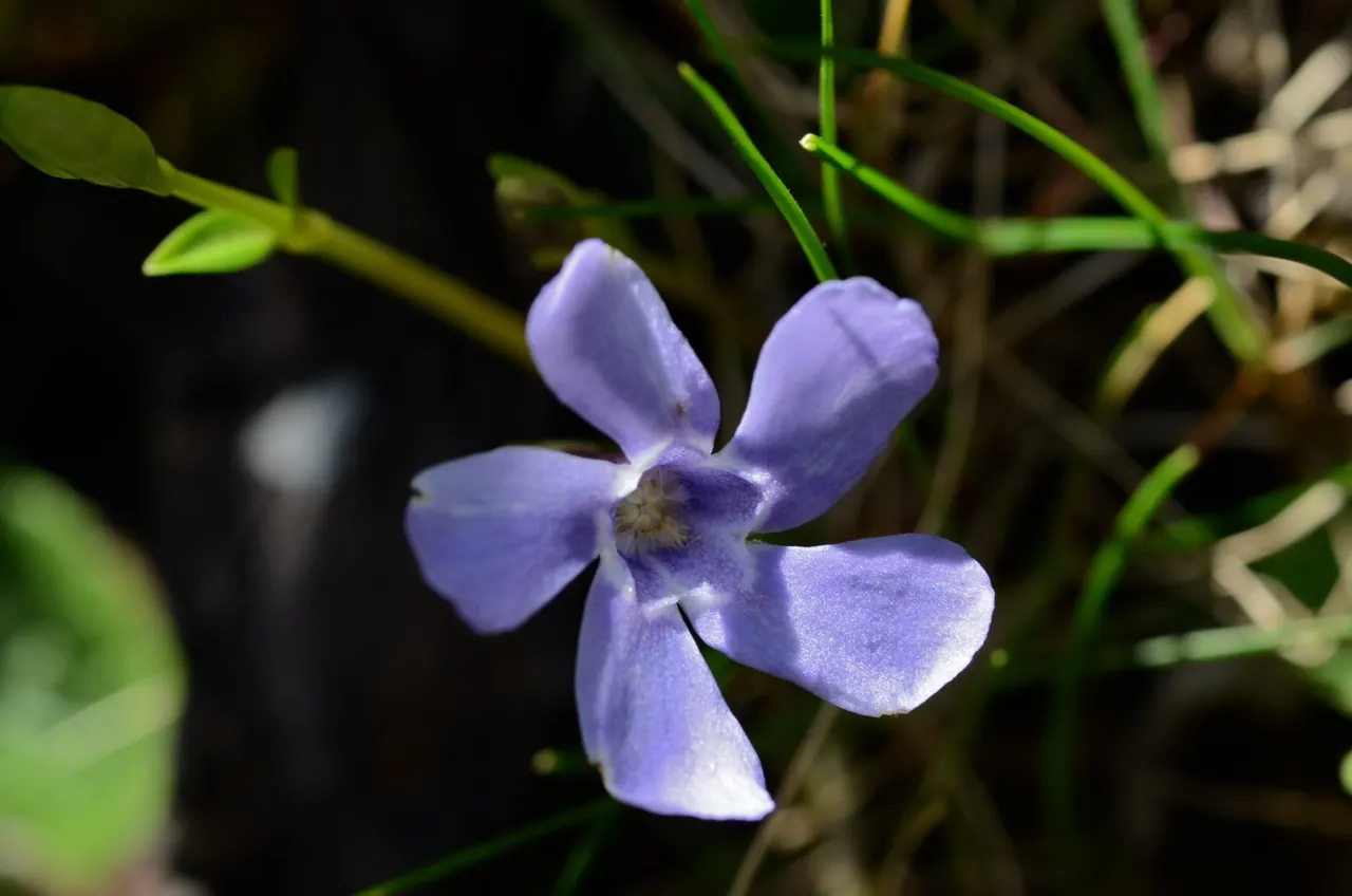 Periwinkle (Vinca Major) — oval leaves reaching up to 3 inches long; infusing the garden with subtle color, image 59