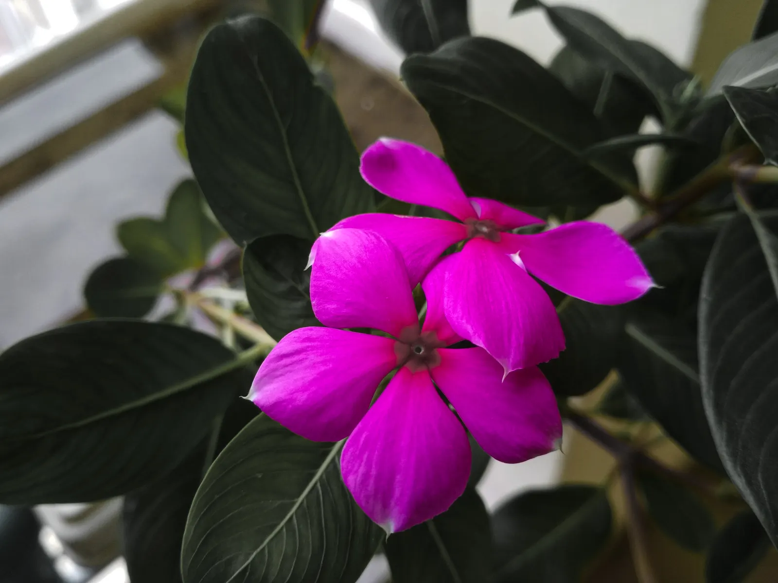 Periwinkle (Vinca Major) — Strategic planting is suggested to avoid unwanted overtaking of nearby plants; although it prefers moist