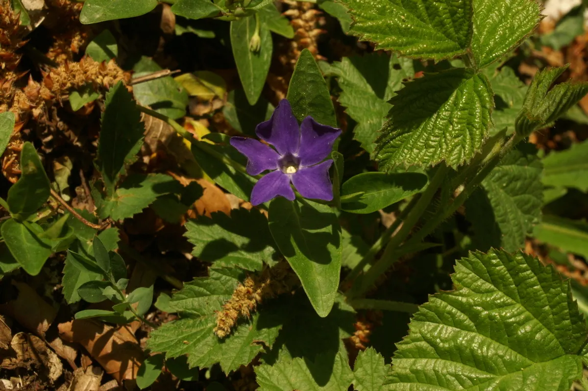 Periwinkle (Vinca Major) — well-drained soils with partial to full shade exposure; where other plants may struggle