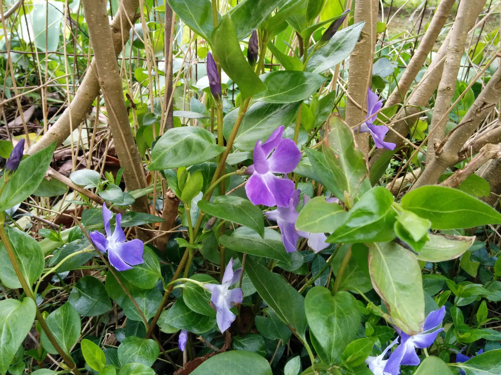 Periwinkle (Vinca Major) — it adds vibrant color from spring to autumn; blue-lavender flowers spreading 1-2 inches wide, image 61