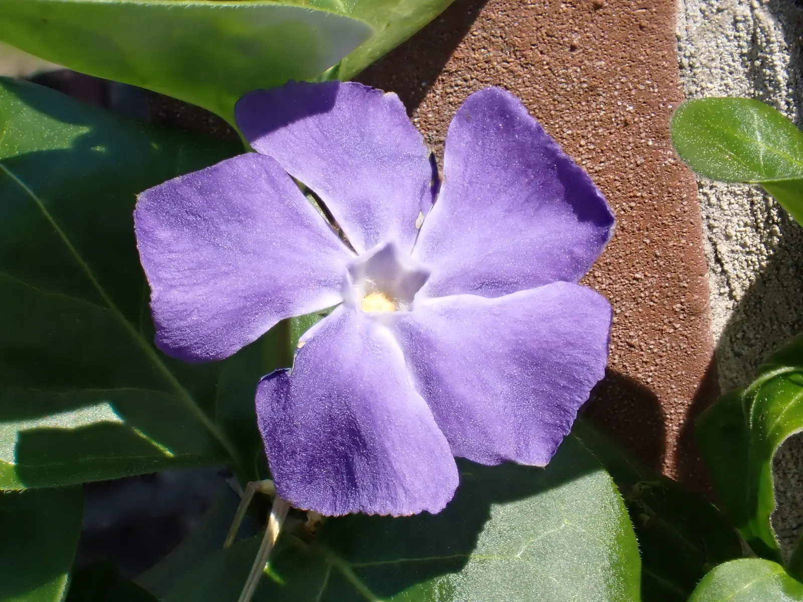 Periwinkle (Vinca Major) — well-drained soils with partial to full shade exposure; where other plants may struggle, image 124