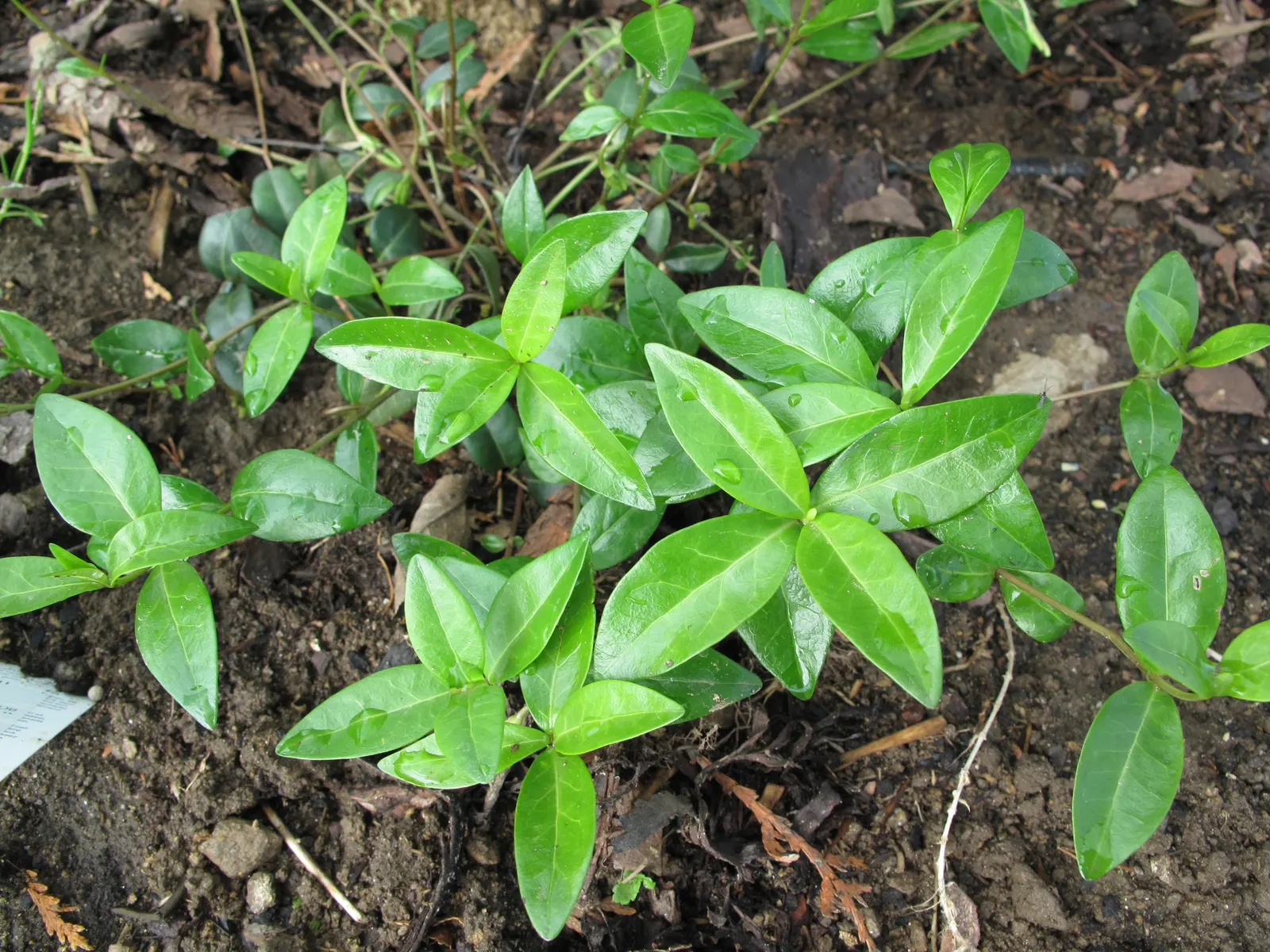 Periwinkle (Vinca Major) — where other plants may struggle; blue-lavender flowers spreading 1-2 inches wide