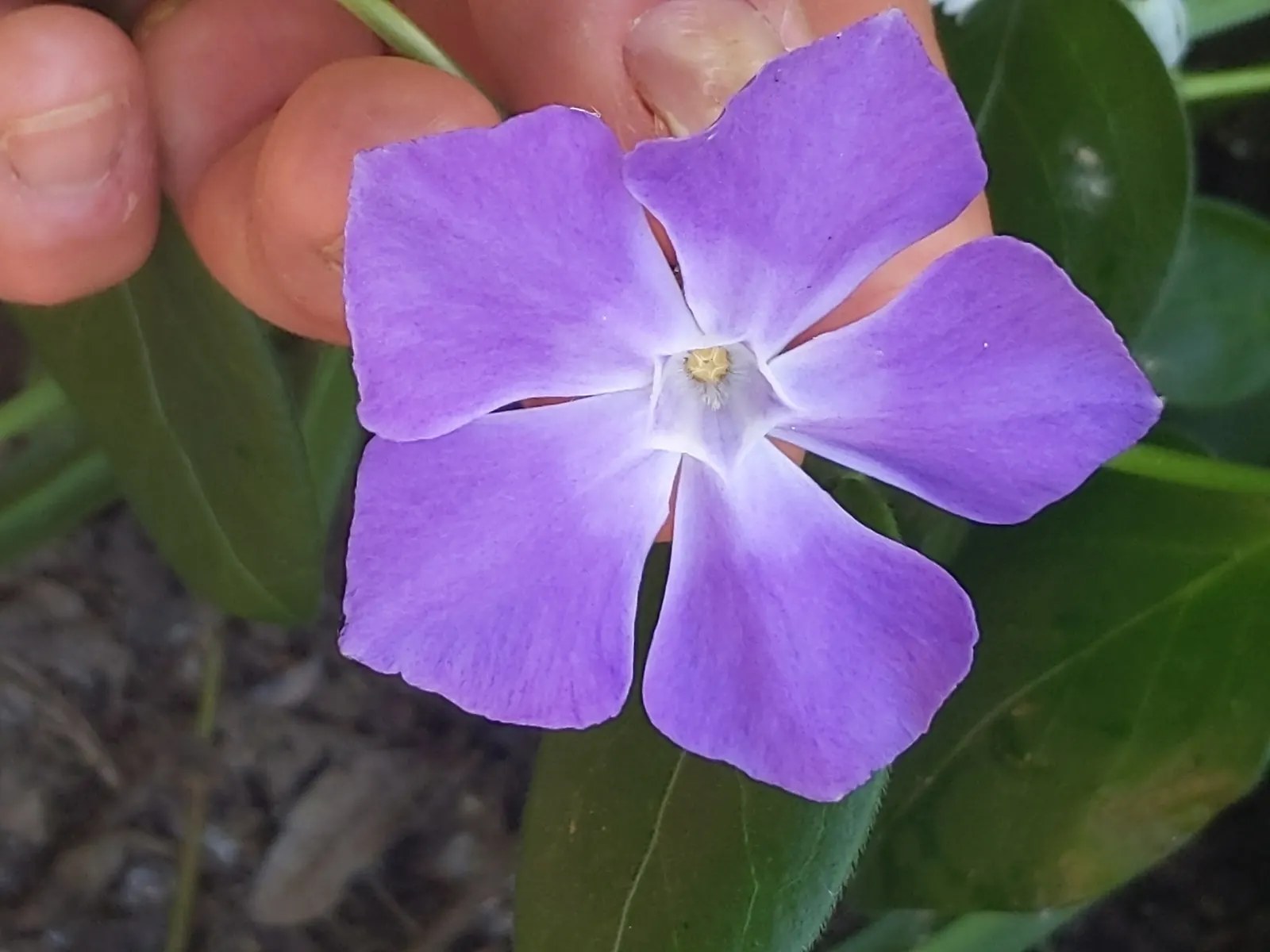 Periwinkle (Vinca Major) — <br><br>Vinca major's glossy; blue-lavender flowers spreading 1-2 inches wide, image 125