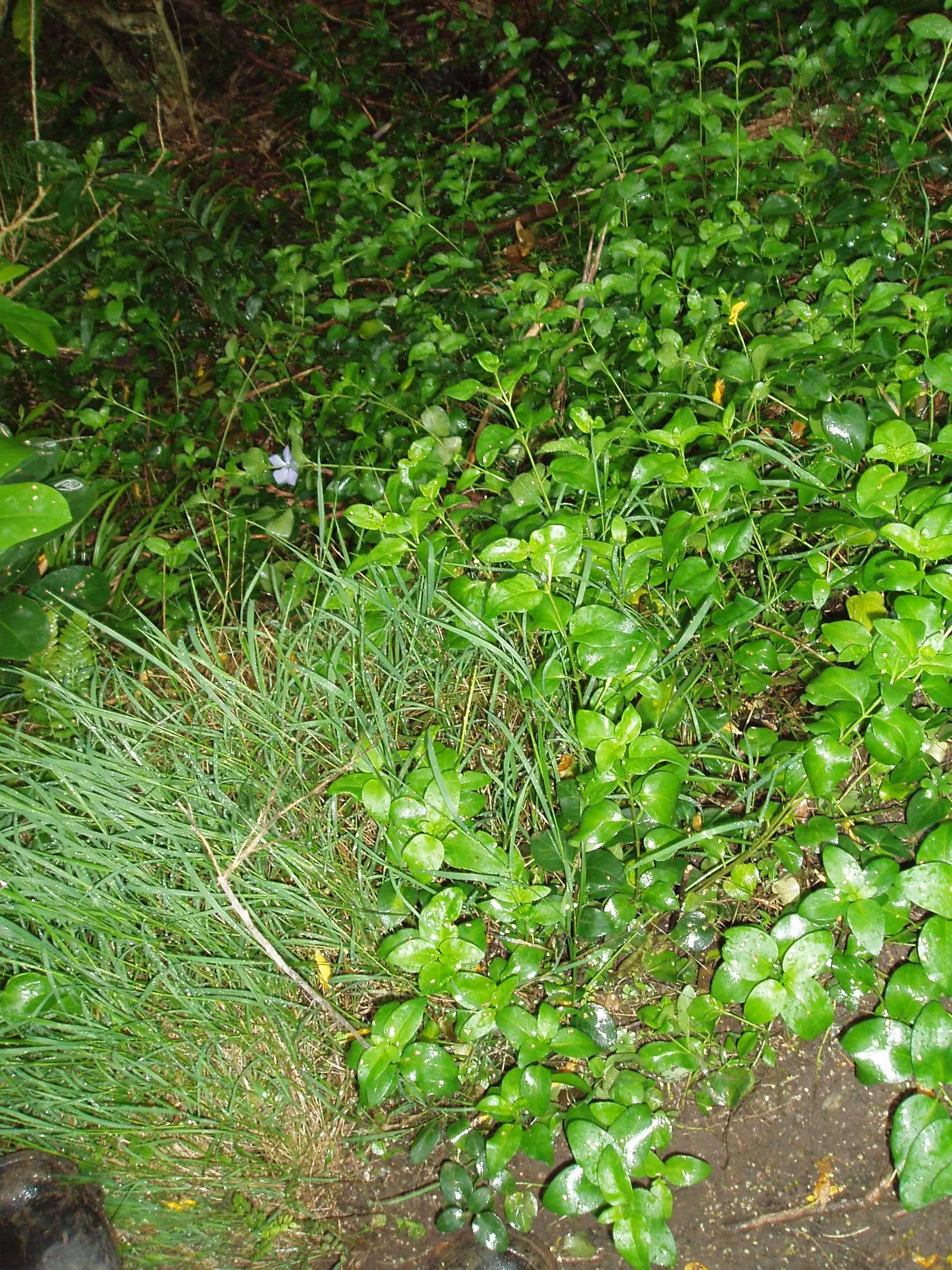 Periwinkle (Vinca Major) — Ideal for erosion control, it requires minimal care once established; infusing the garden with subtle color, image 147