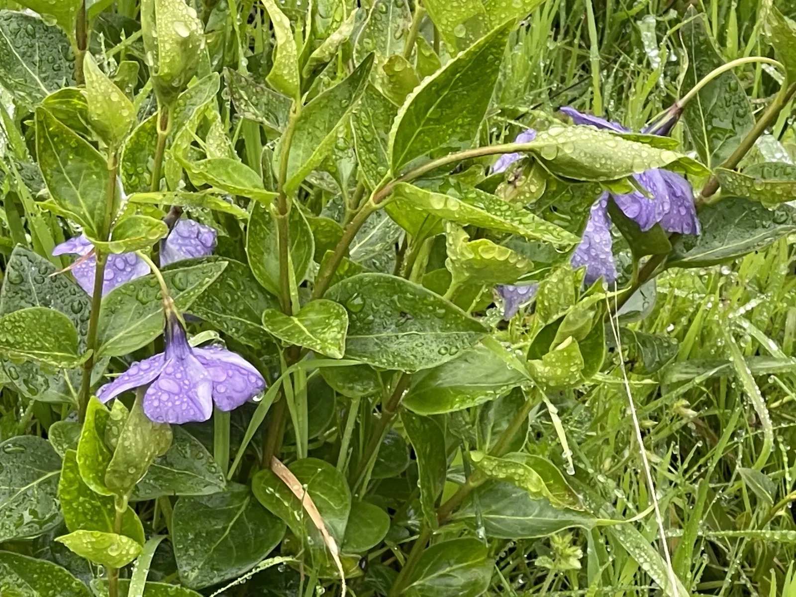 Periwinkle (Vinca Major) — Periwinkle, or Vinca major, is a fast-spreading evergreen ground cover; blue-lavender flowers spreading 1-2 inches wide, image 141