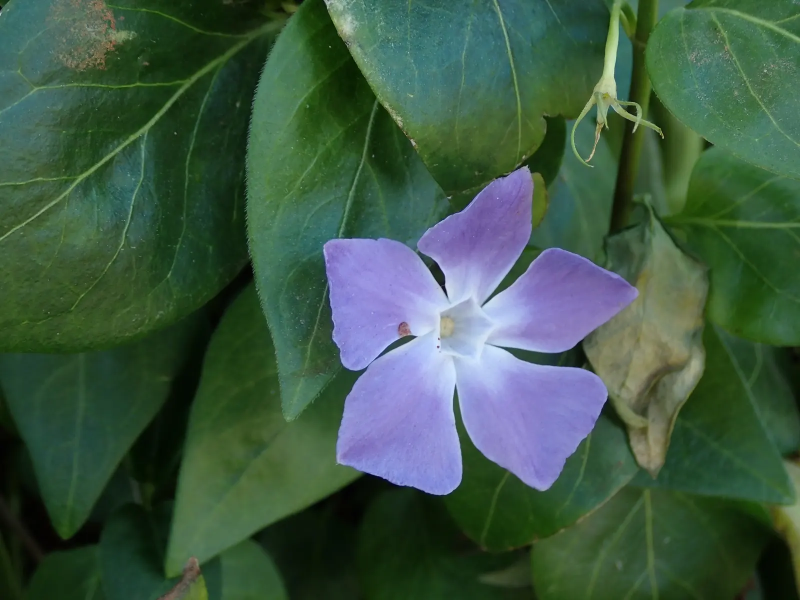 Periwinkle (Vinca Major) — typically grace the plant in mid-spring and intermittently throughout the summer months; blue-lavender flowers spreading, image 129