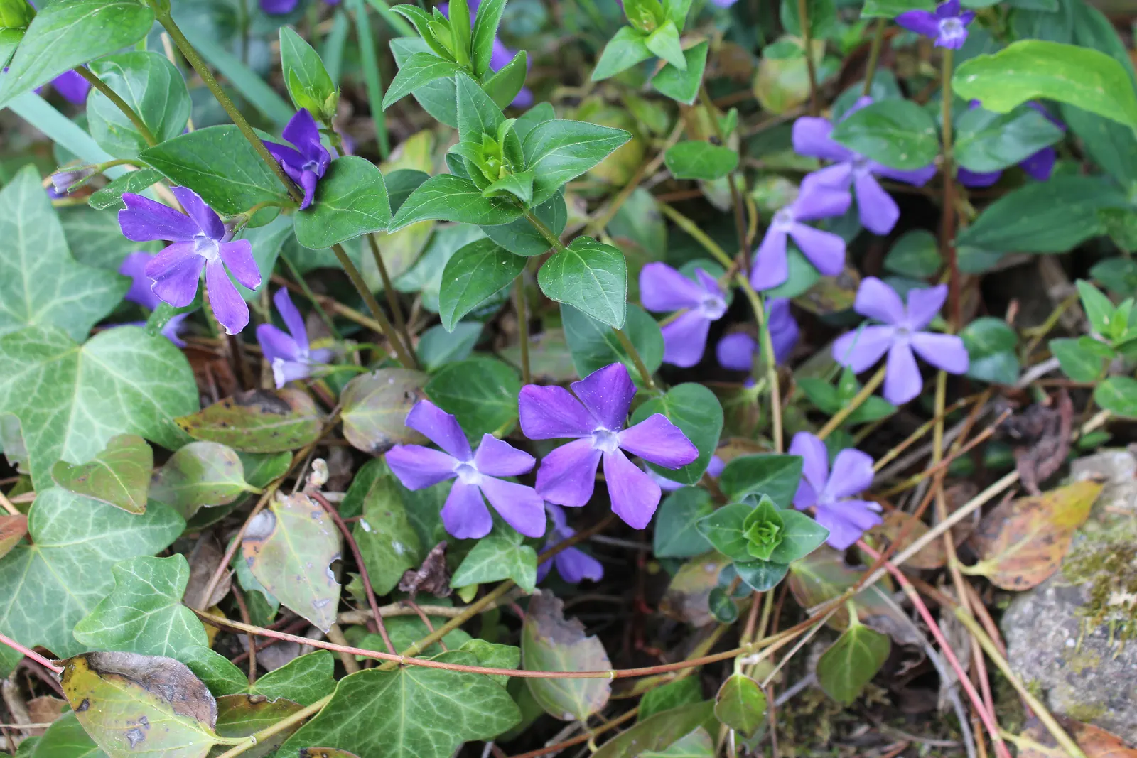 Periwinkle (Vinca Major) — blue flowers in the garden; although it prefers moist