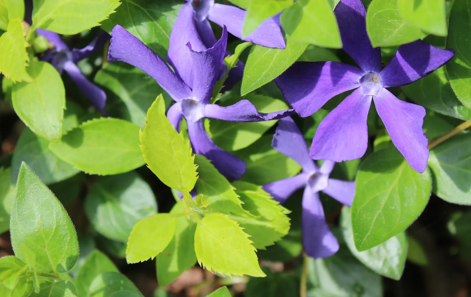 Periwinkle (Vinca Major) — ground cover with blue blooms; infusing the garden with subtle color