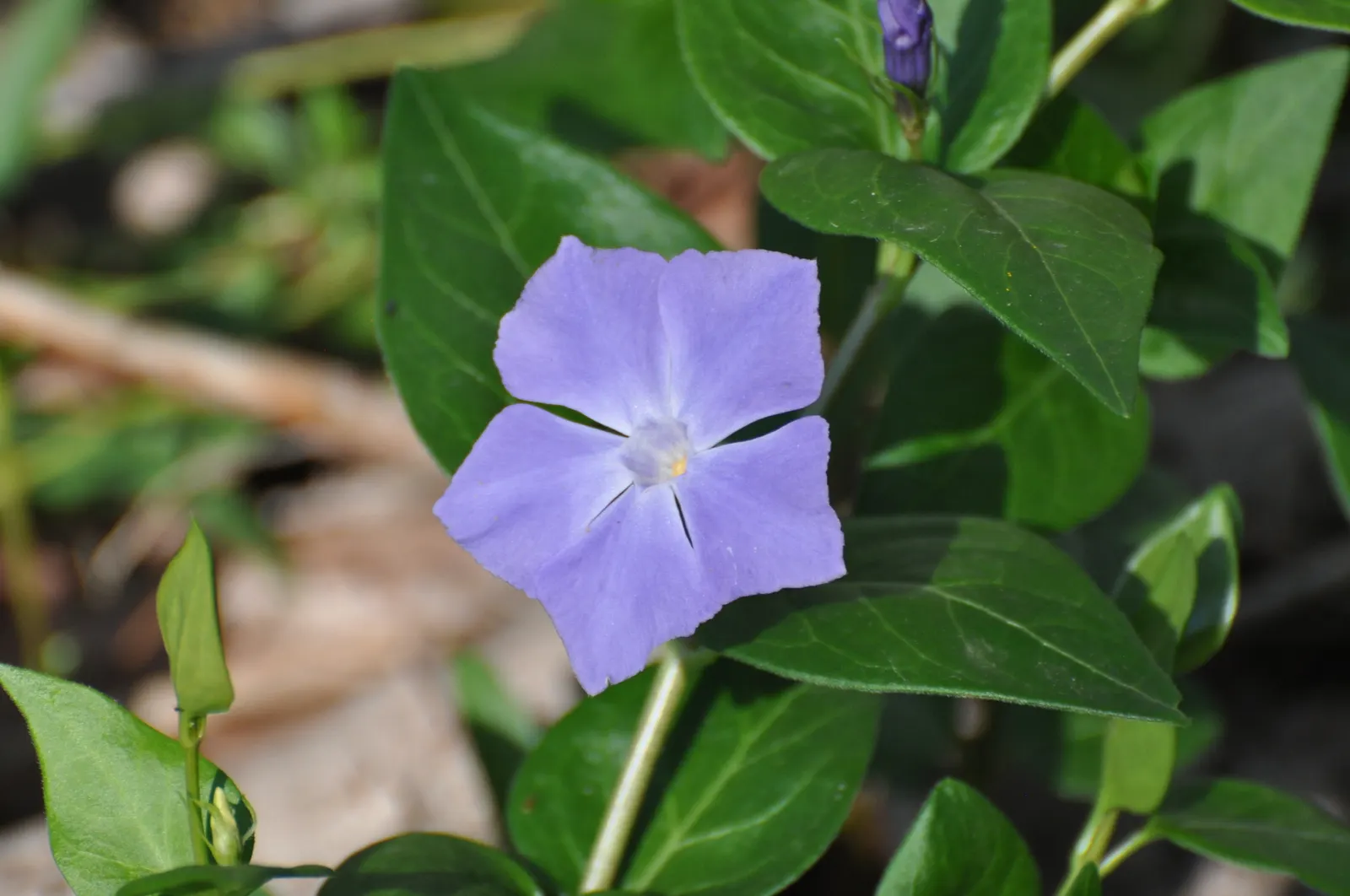 Periwinkle (Vinca Major) — <br><br>For the landscape designer; infusing the garden with subtle color, image 131